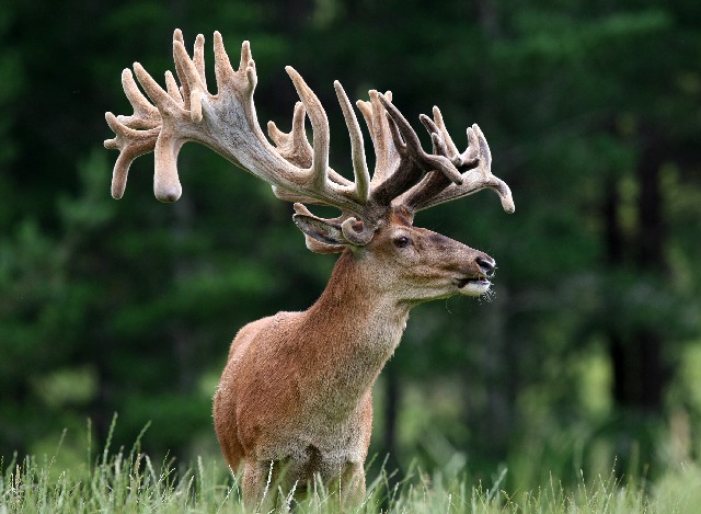 Name:  DEER001082-spa2.jpg
Views: 3938
Size:  120.5 KB