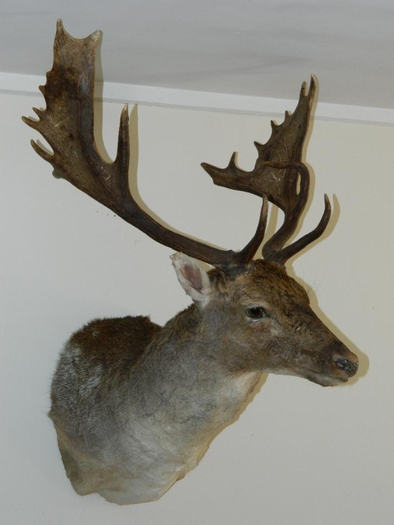 Name:  Robs Fallow Buck 011.jpg
Views: 365
Size:  64.6 KB