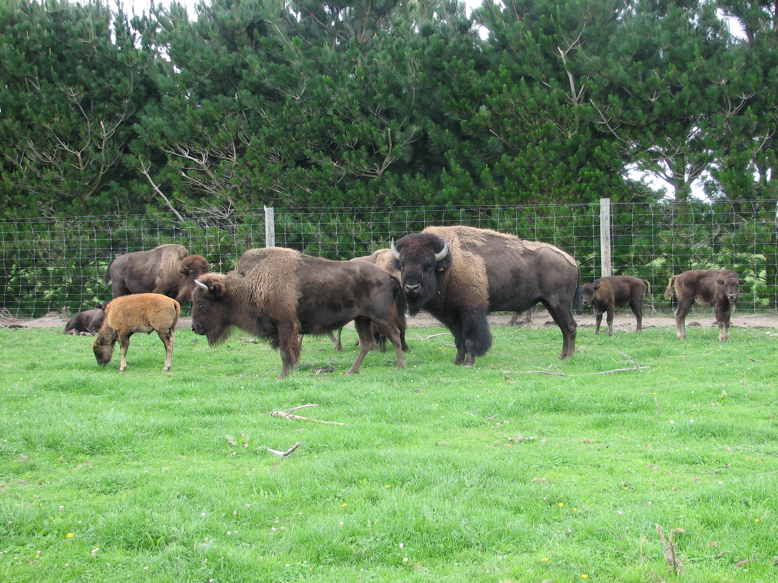 Name:  elk 001.jpg
Views: 243
Size:  2.29 MB