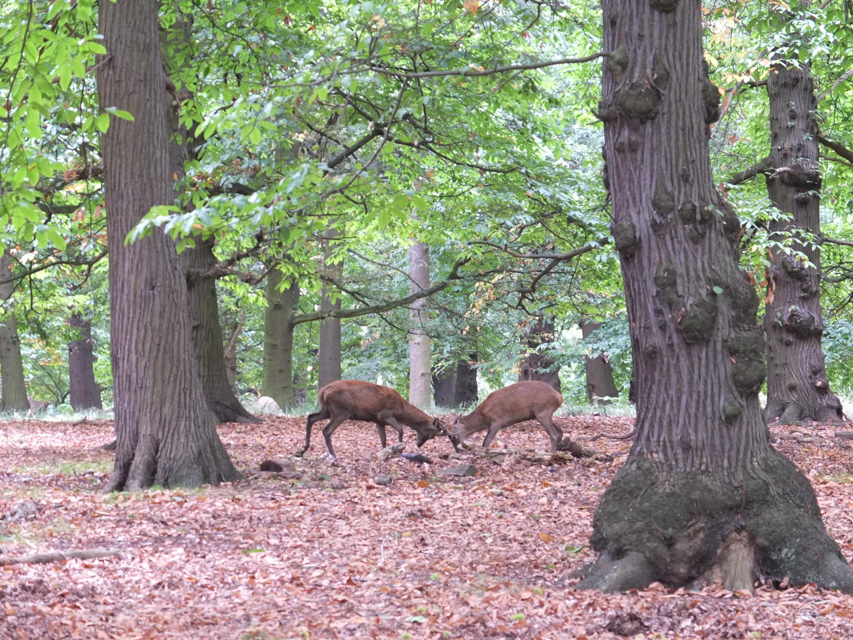 Name:  Deer (15).jpg
Views: 875
Size:  987.6 KB