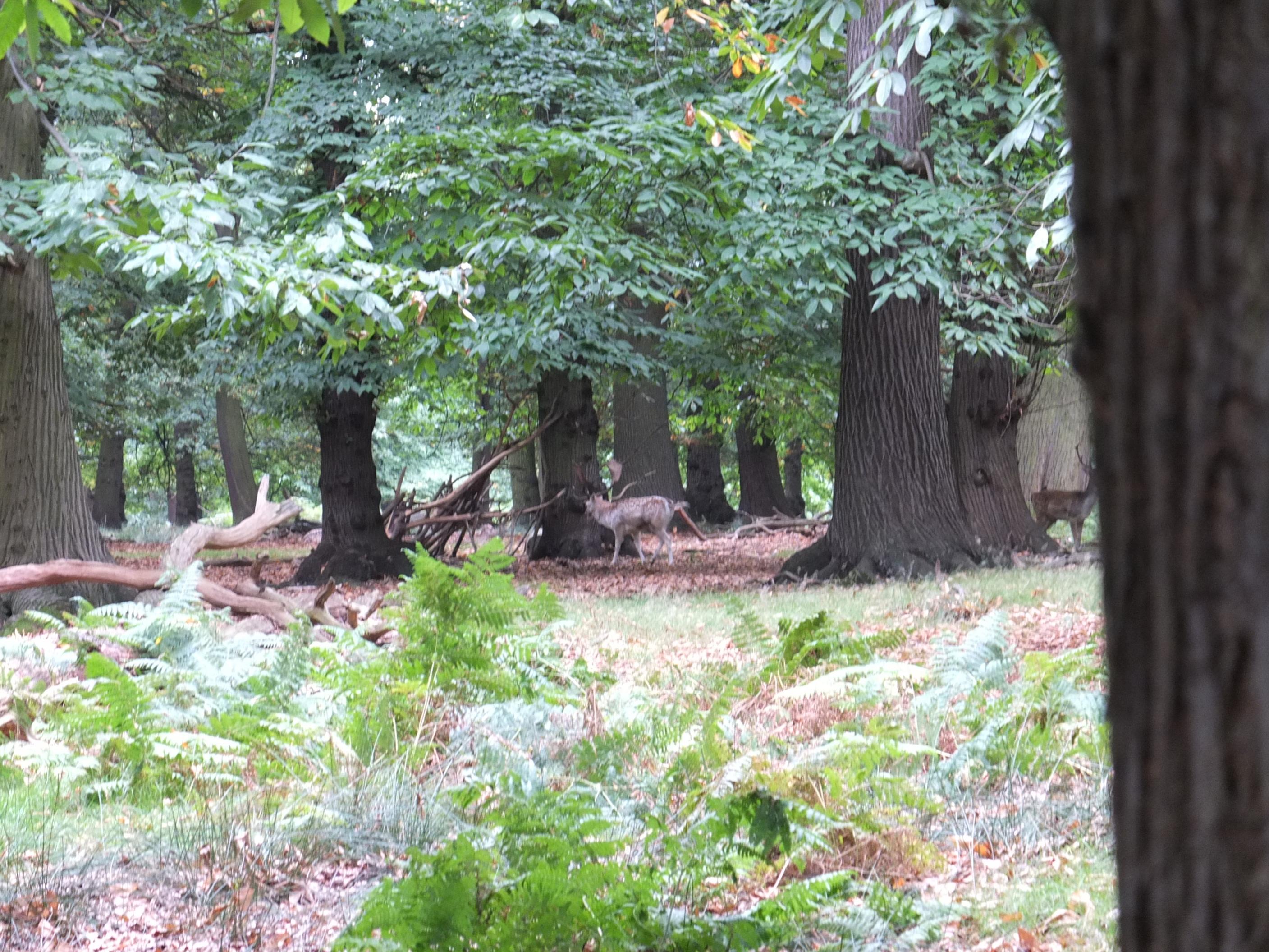 Name:  Deer (16).jpg
Views: 1055
Size:  861.6 KB