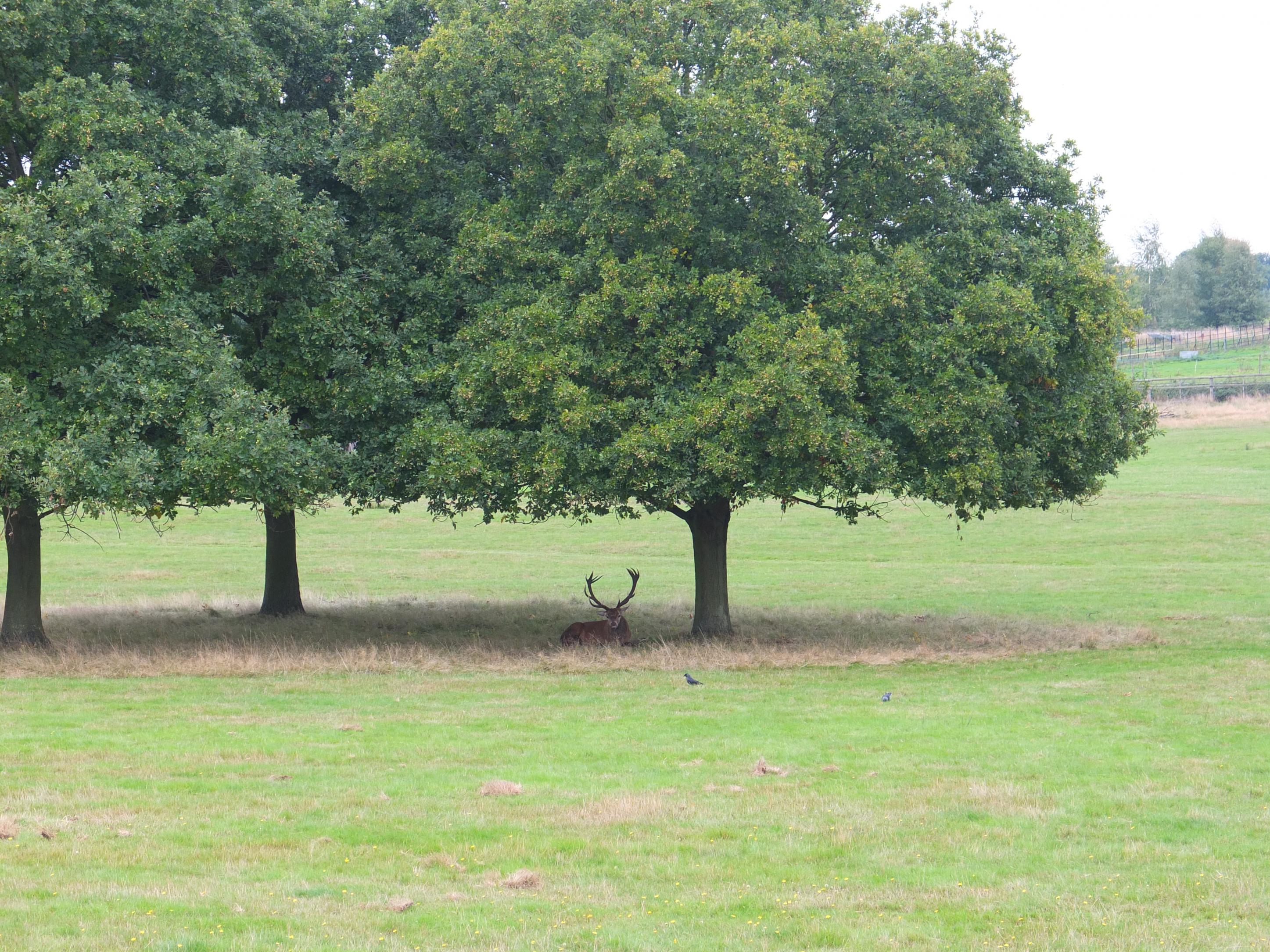 Name:  Deer (18).jpg
Views: 934
Size:  1.09 MB