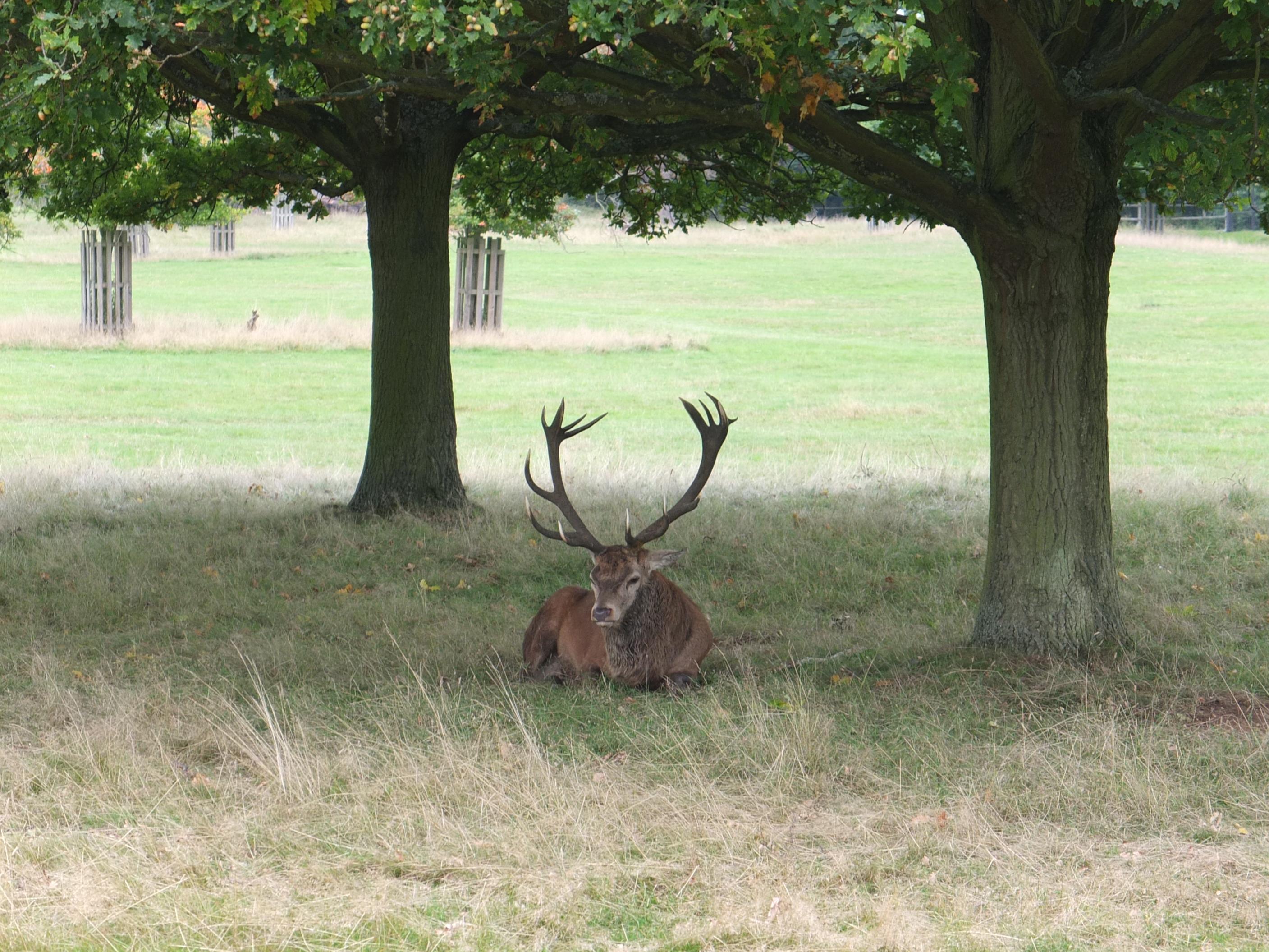 Name:  Deer (20).jpg
Views: 2328
Size:  825.8 KB