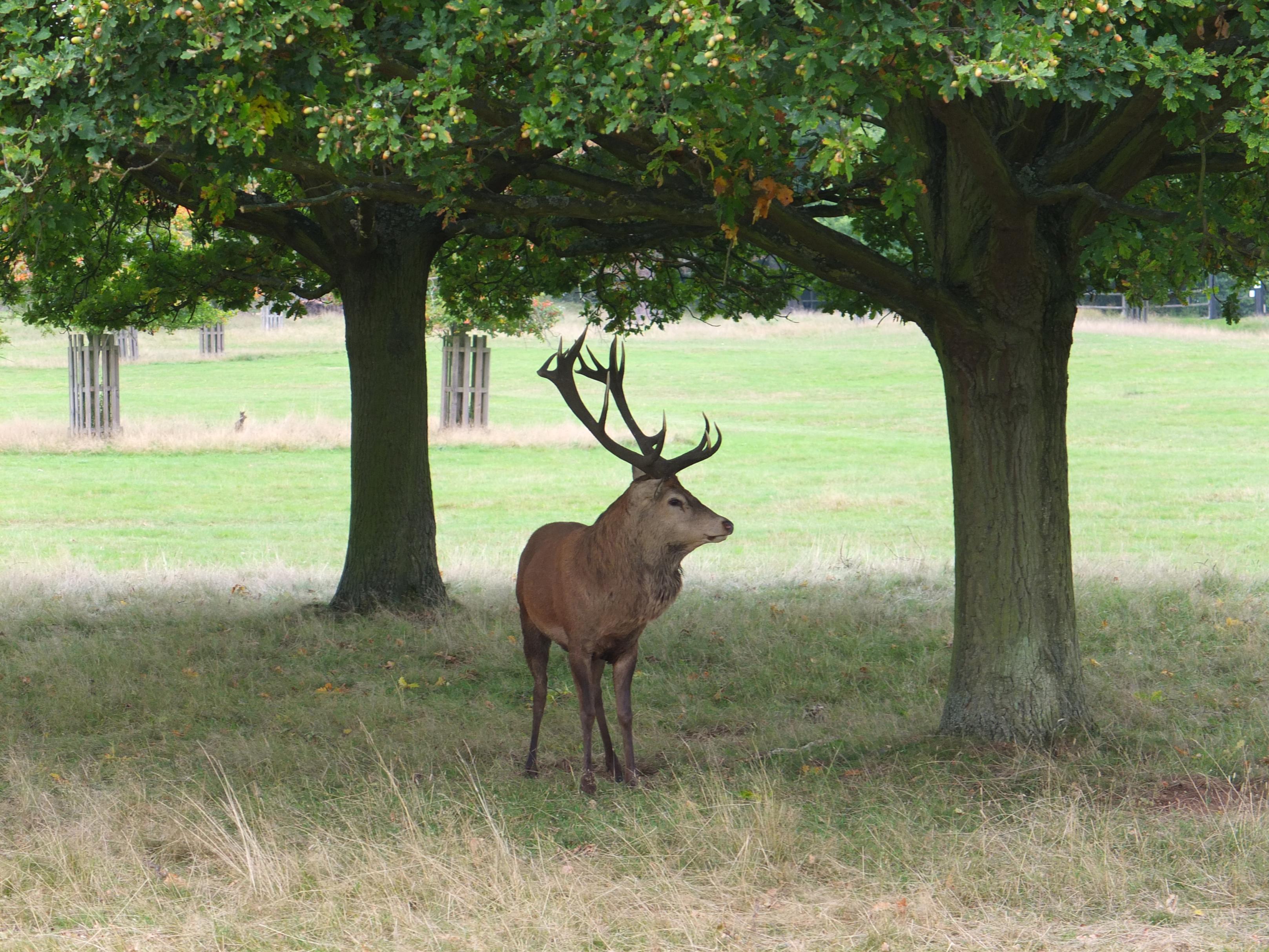 Name:  Deer (21).jpg
Views: 843
Size:  1.04 MB