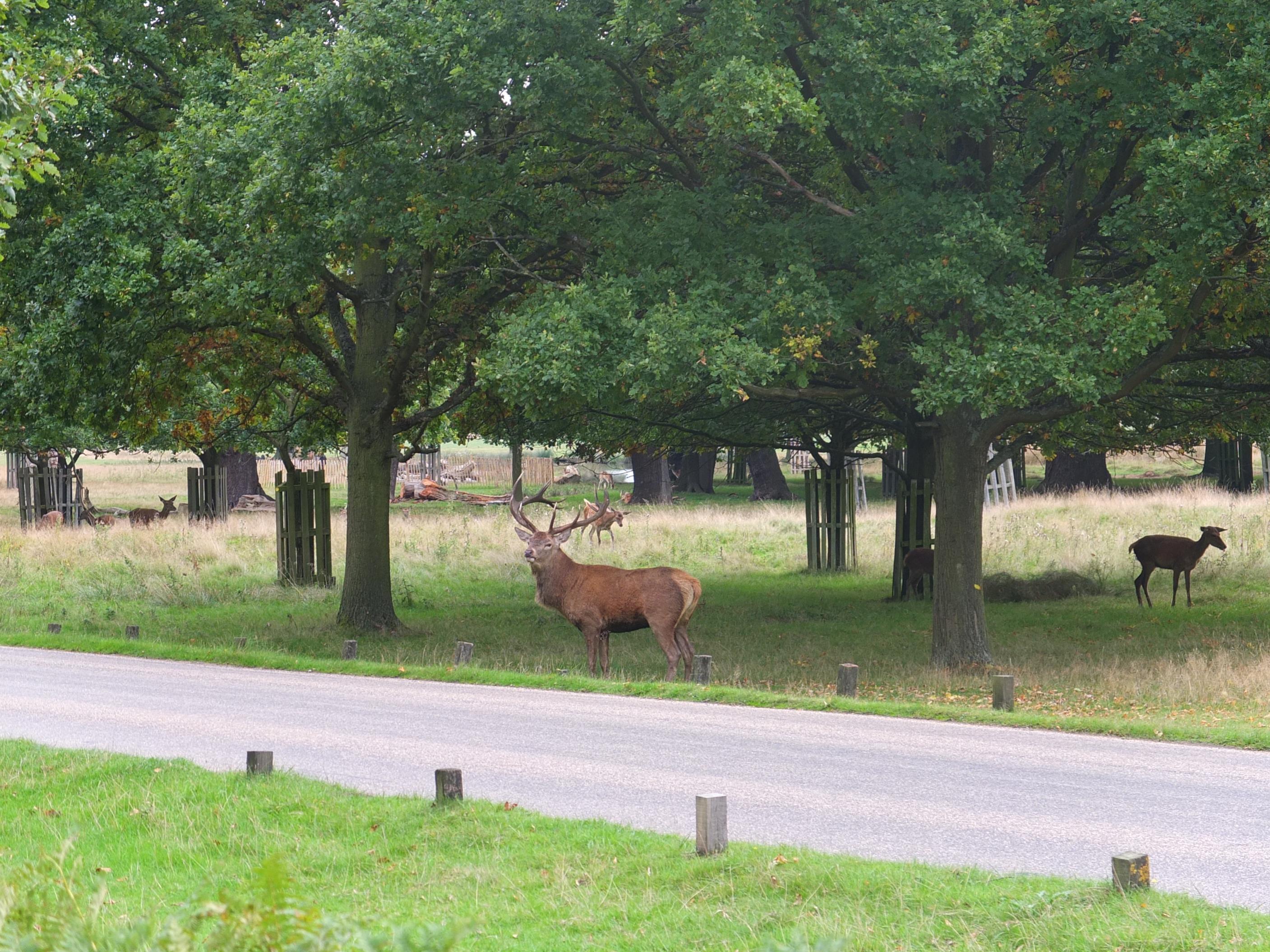 Name:  Deer (22).jpg
Views: 2886
Size:  966.1 KB