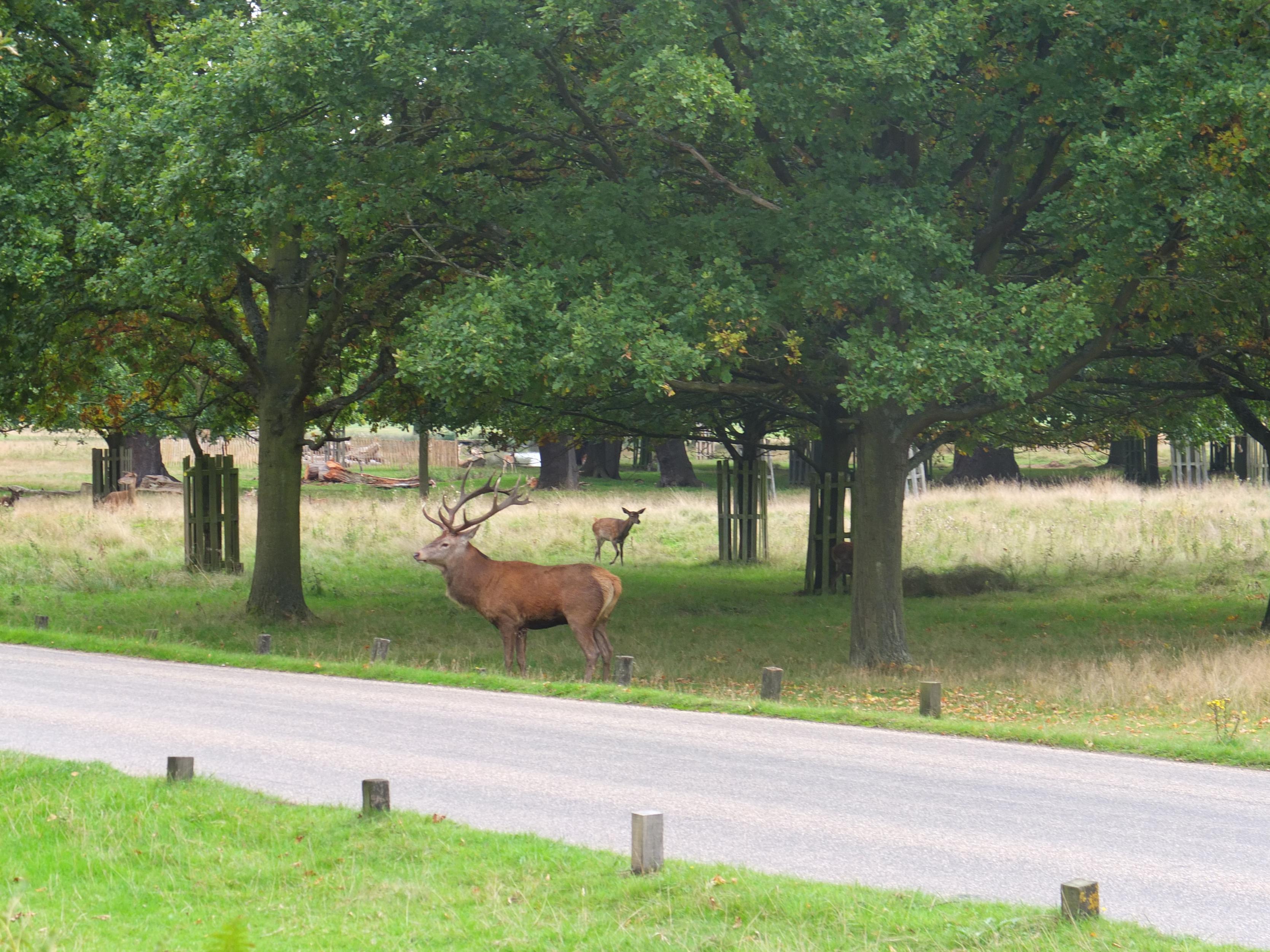 Name:  Deer (23).jpg
Views: 952
Size:  1.03 MB