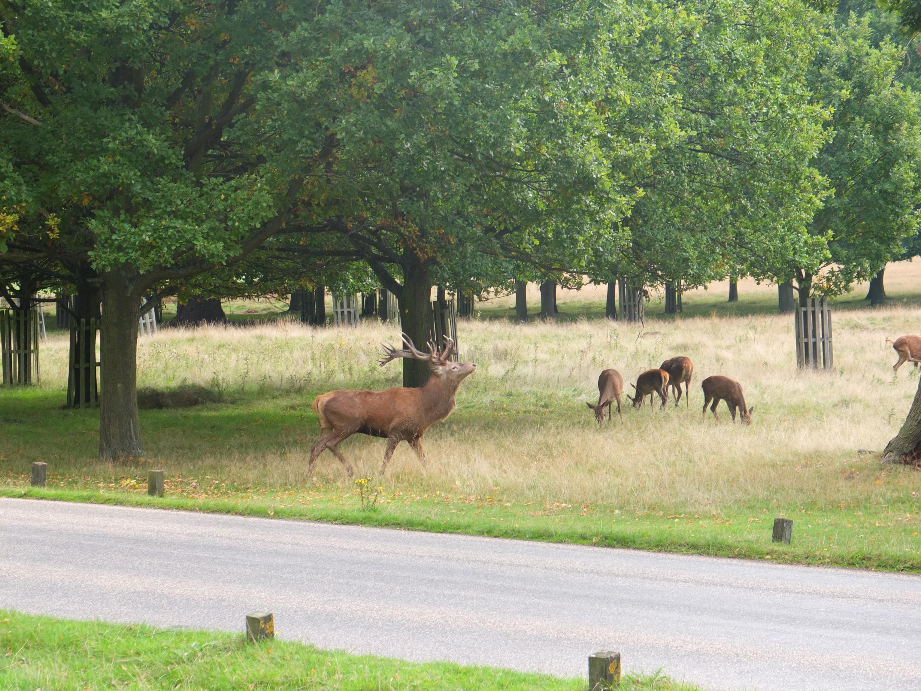 Name:  Deer (24).jpg
Views: 1204
Size:  1.07 MB