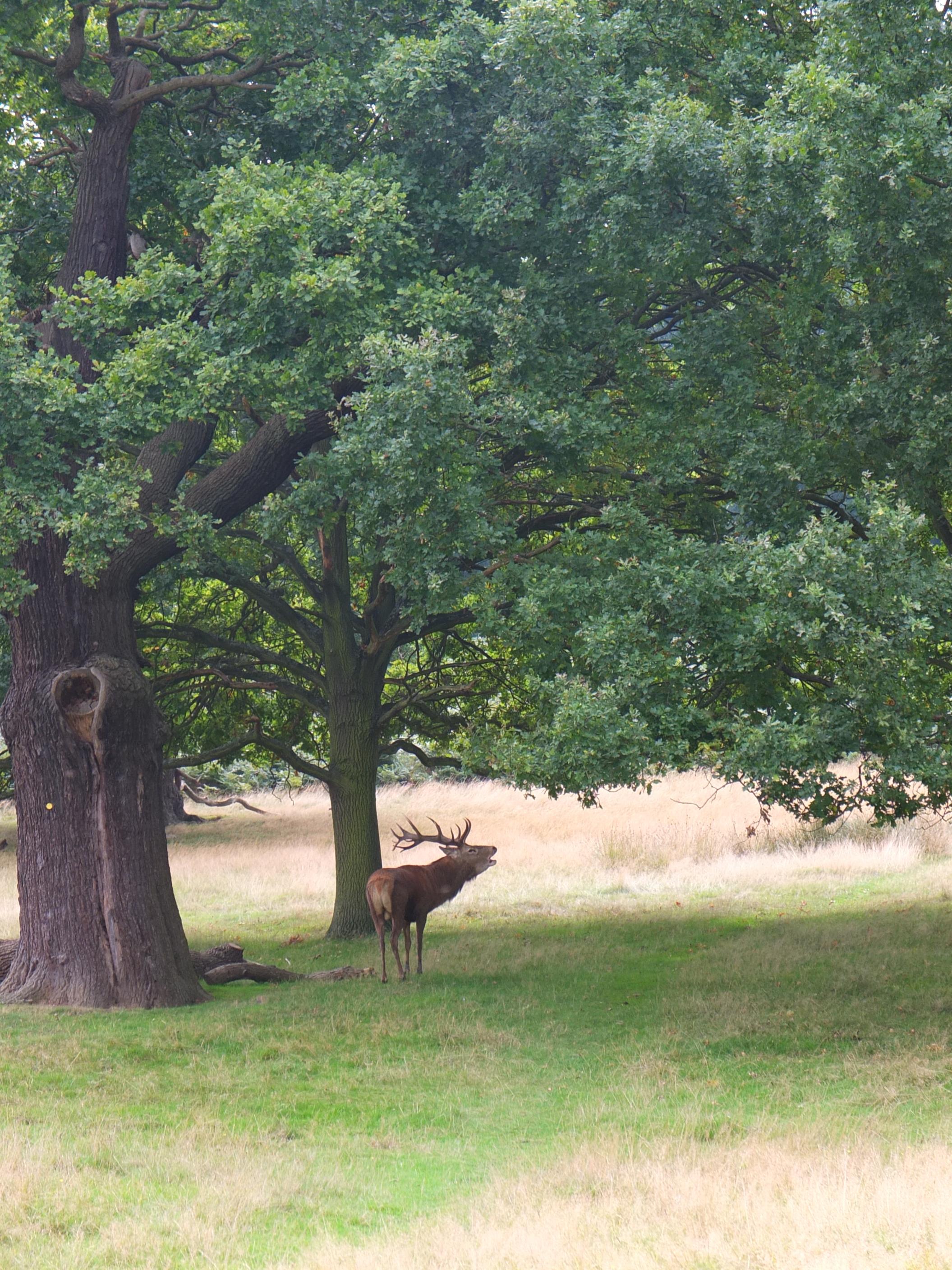 Name:  Deer (25).jpg
Views: 785
Size:  962.5 KB