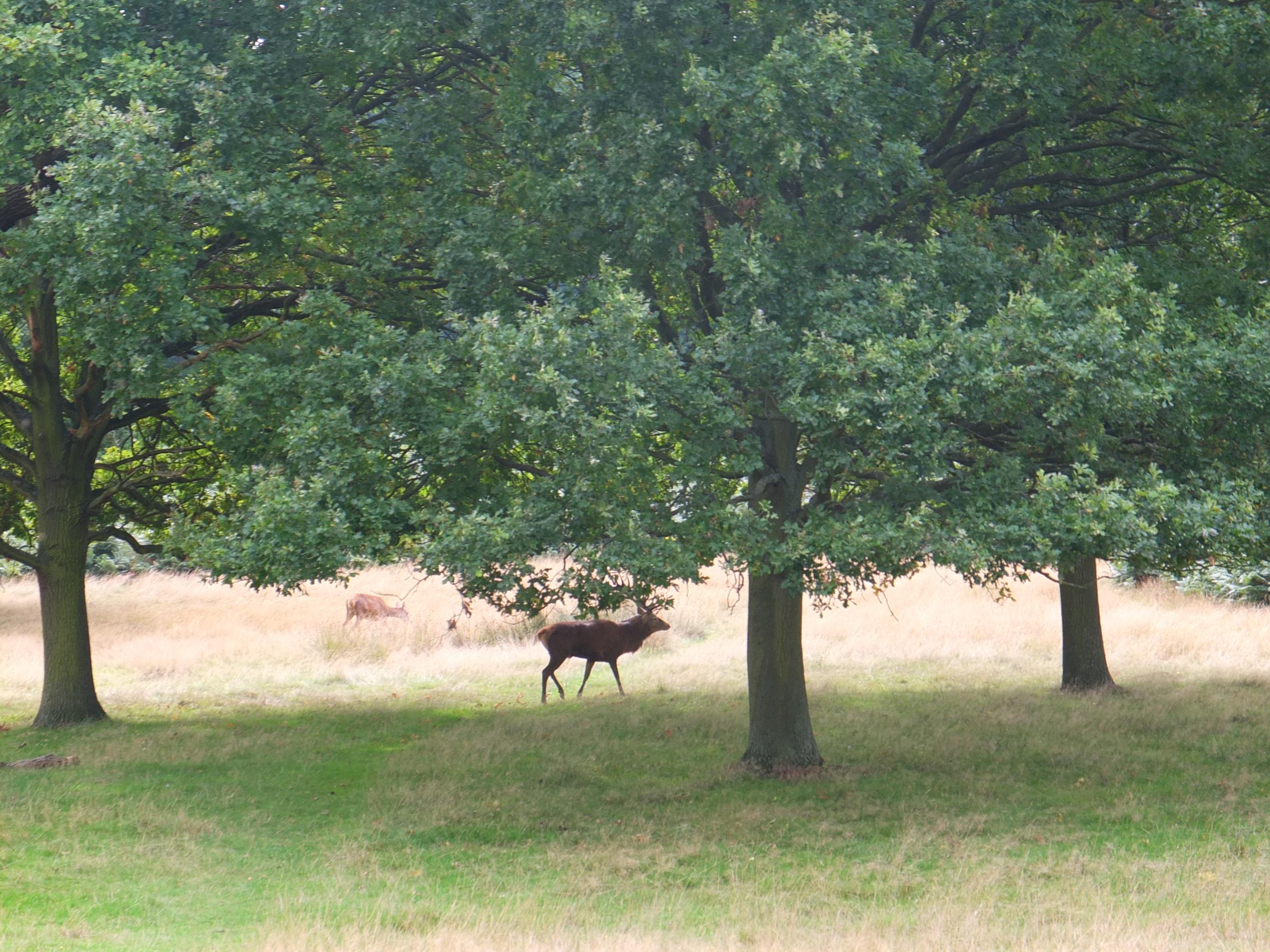 Name:  Deer (26).jpg
Views: 1697
Size:  814.3 KB