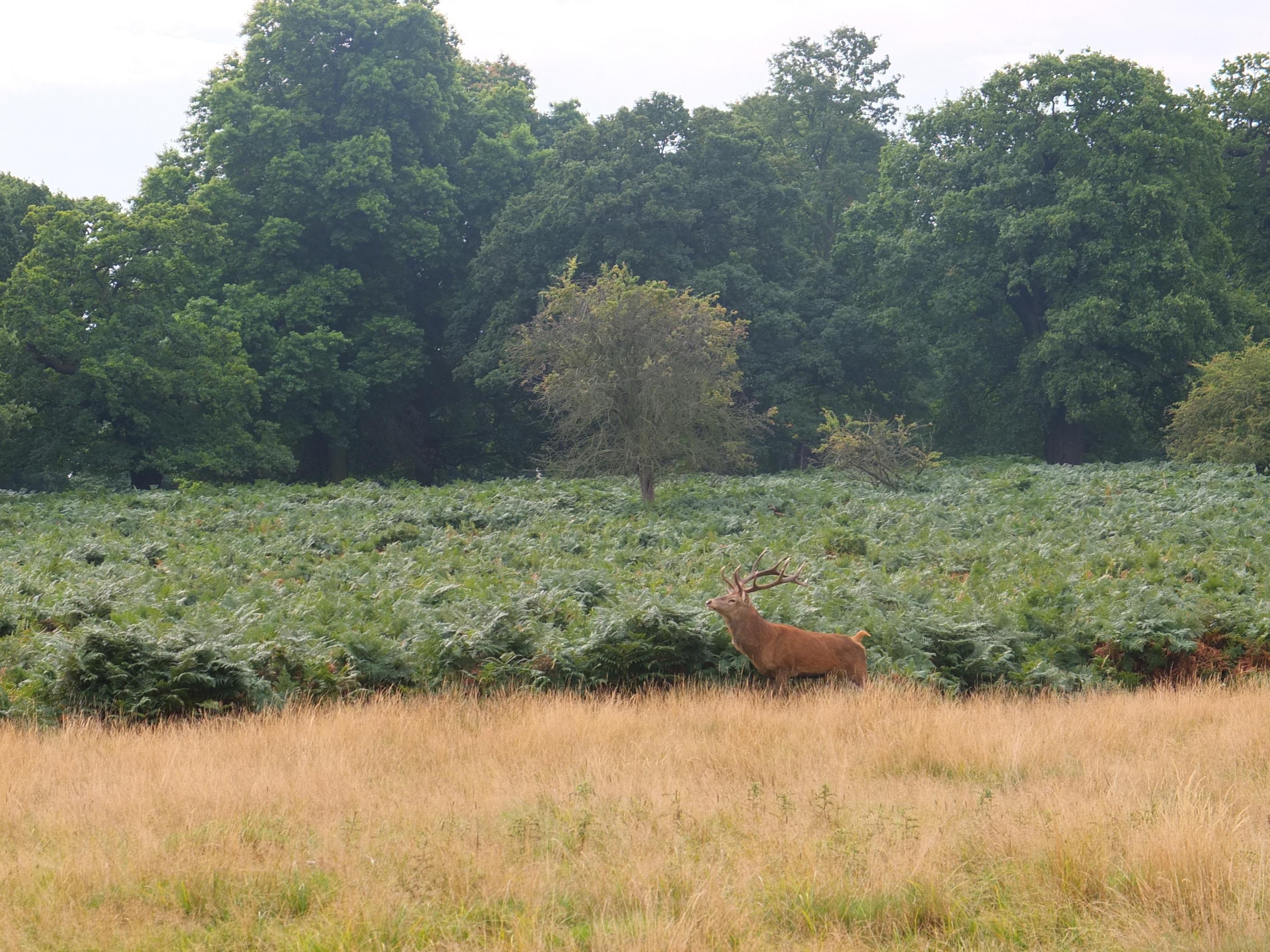 Name:  Deer (28).jpg
Views: 789
Size:  865.7 KB