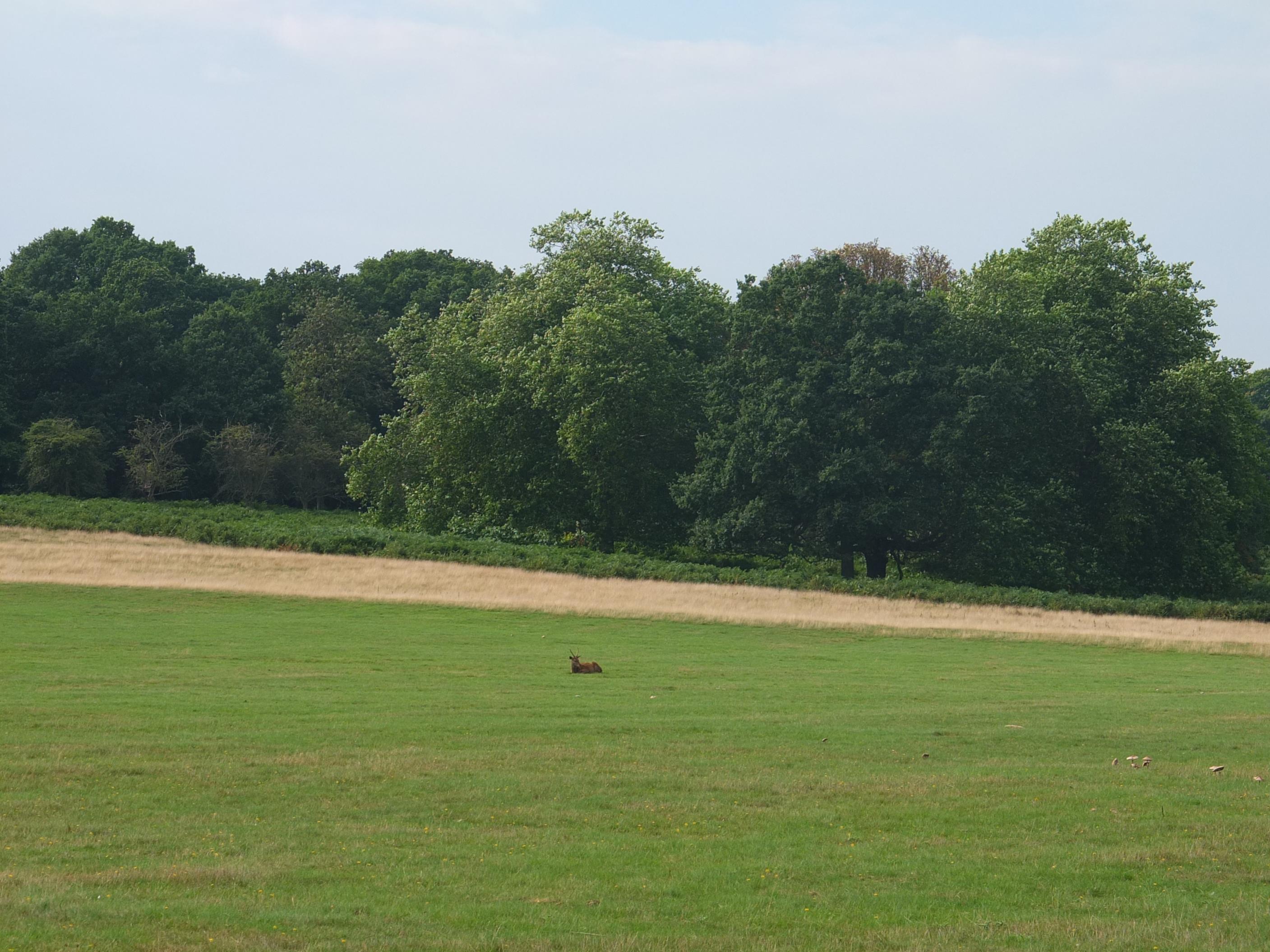 Name:  Deer (30).jpg
Views: 1434
Size:  648.5 KB