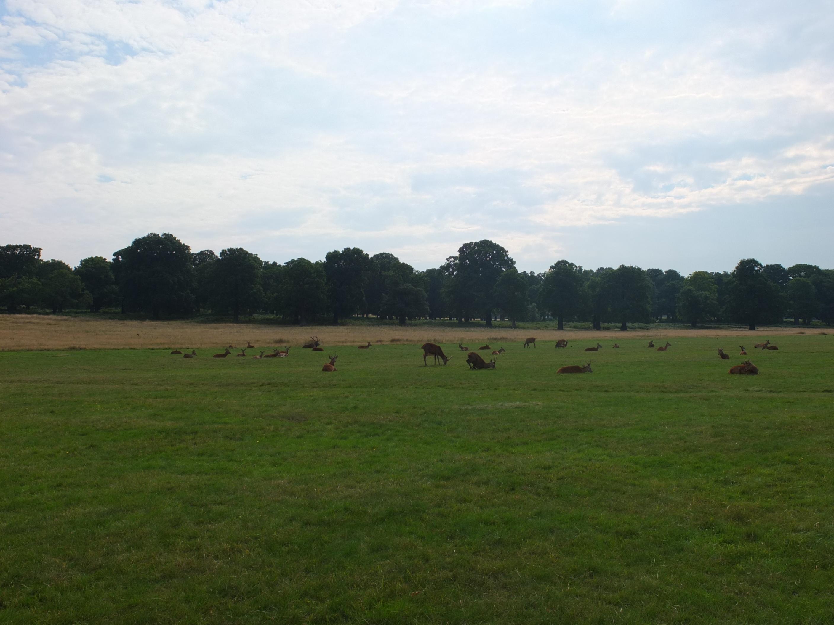 Name:  Deer (31).jpg
Views: 909
Size:  452.5 KB