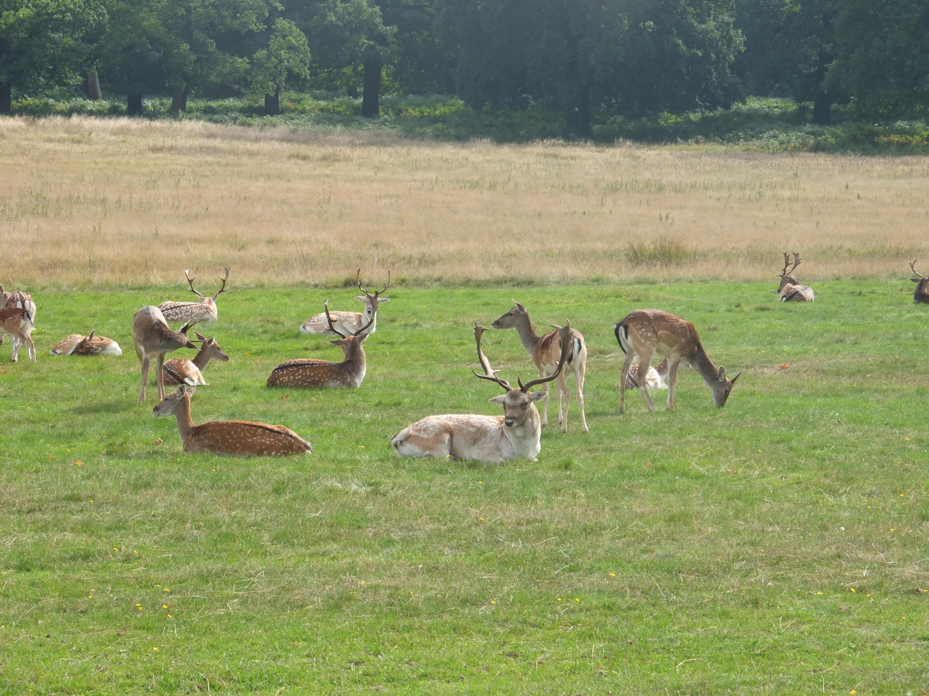 Name:  Deer (33).jpg
Views: 1442
Size:  1.04 MB