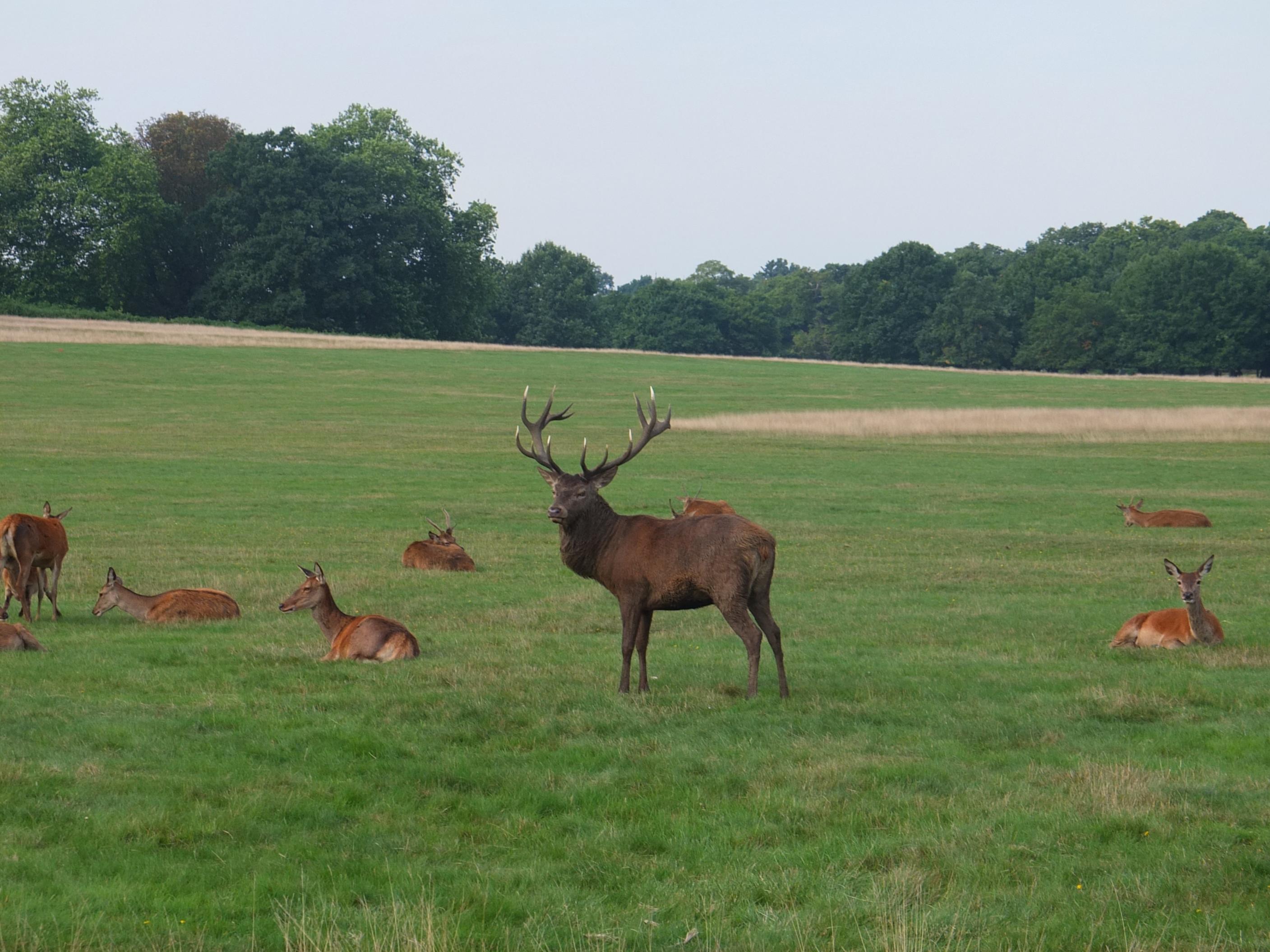 Name:  Deer (34).jpg
Views: 2386
Size:  578.7 KB