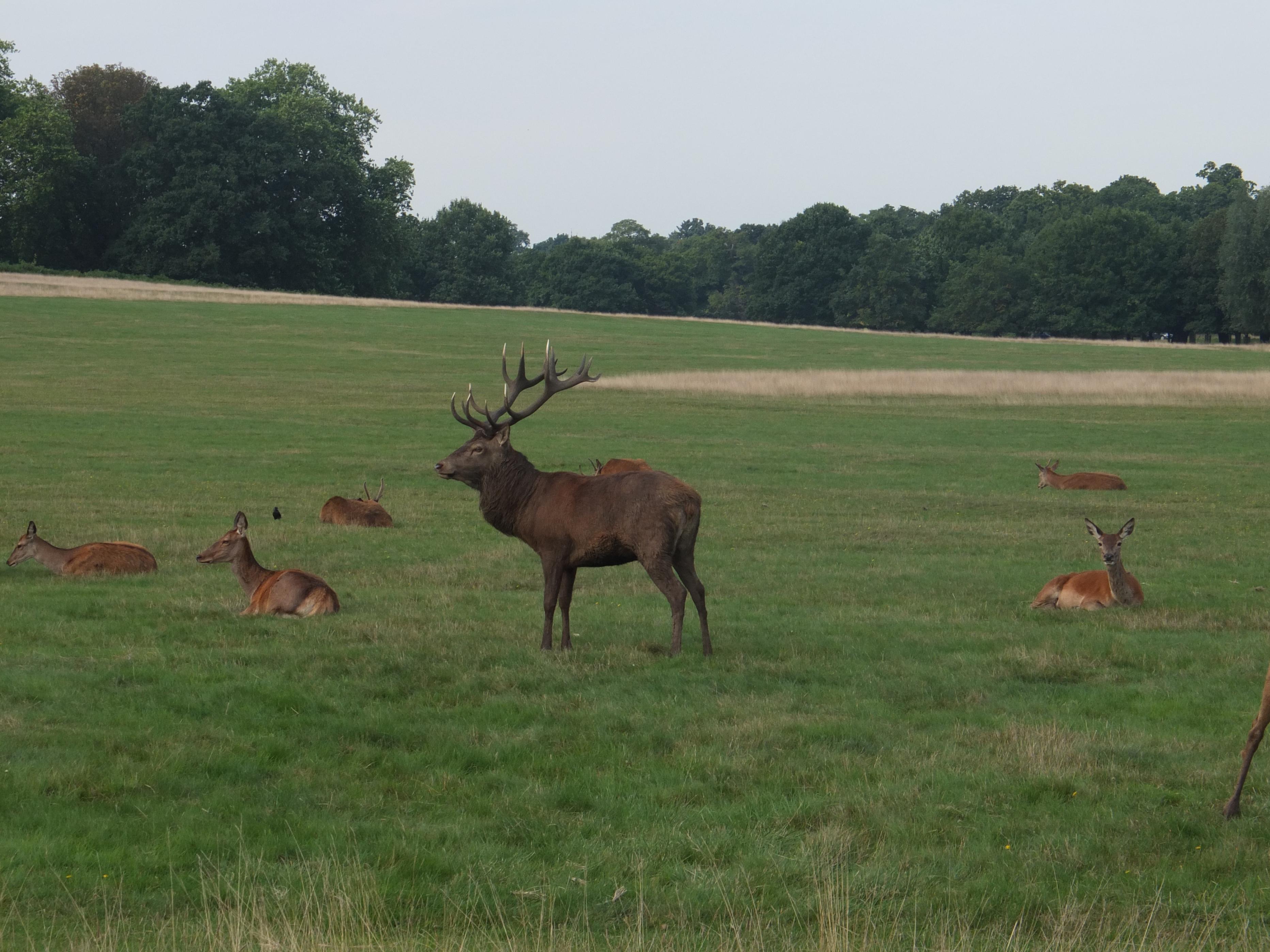Name:  Deer (35).jpg
Views: 1905
Size:  1,002.6 KB
