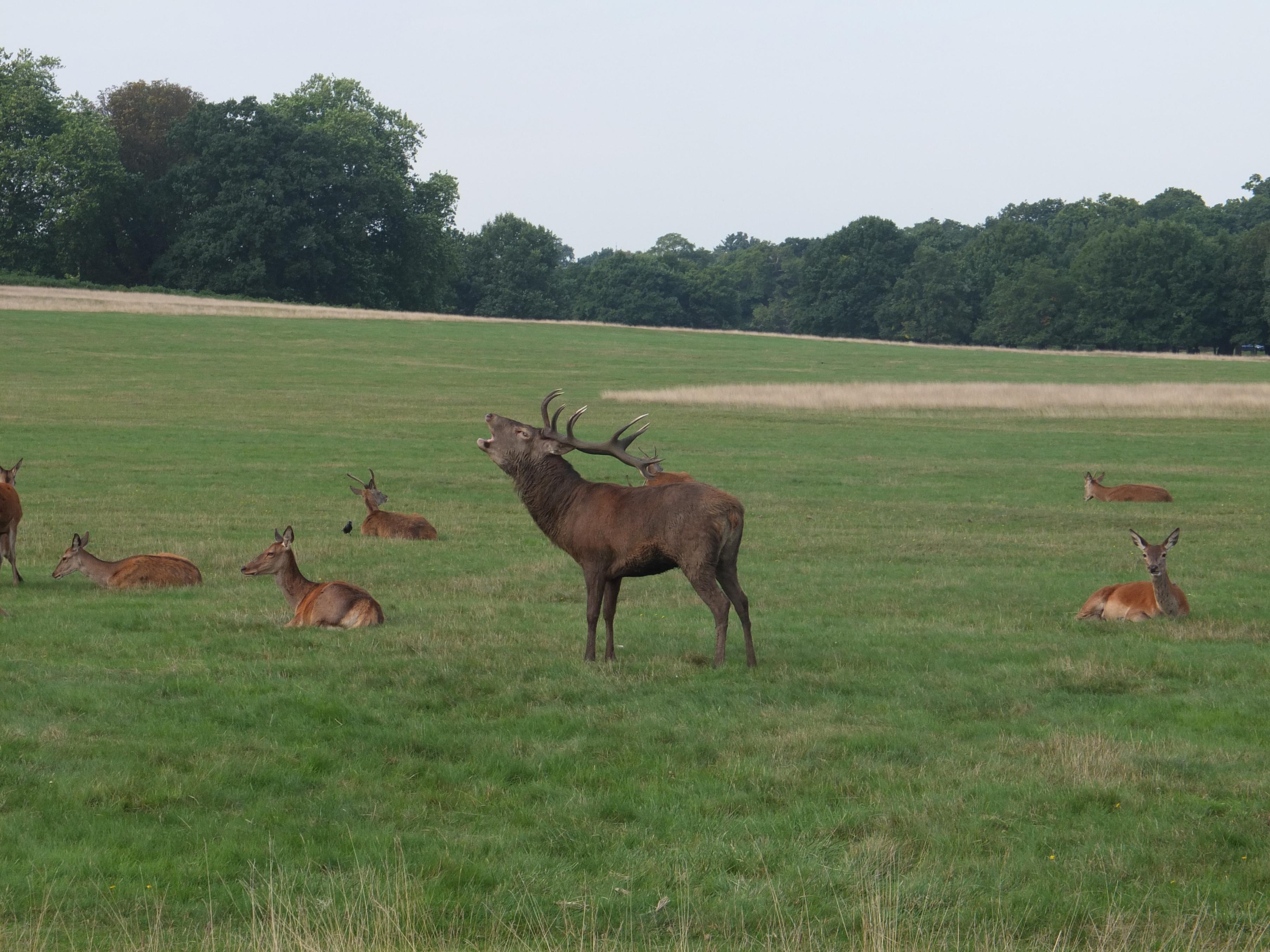 Name:  Deer (36).jpg
Views: 3811
Size:  1,015.4 KB