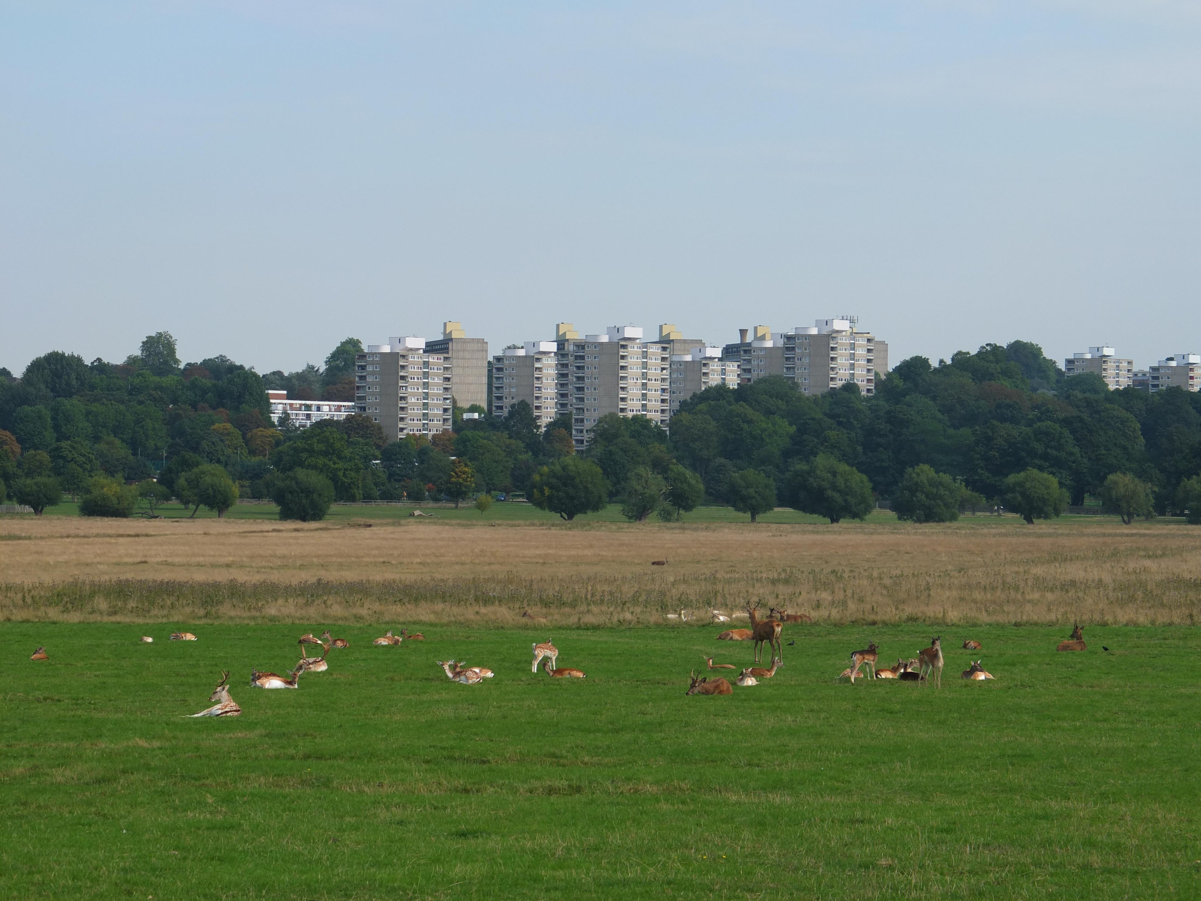 Name:  Deer (37).jpg
Views: 859
Size:  985.2 KB