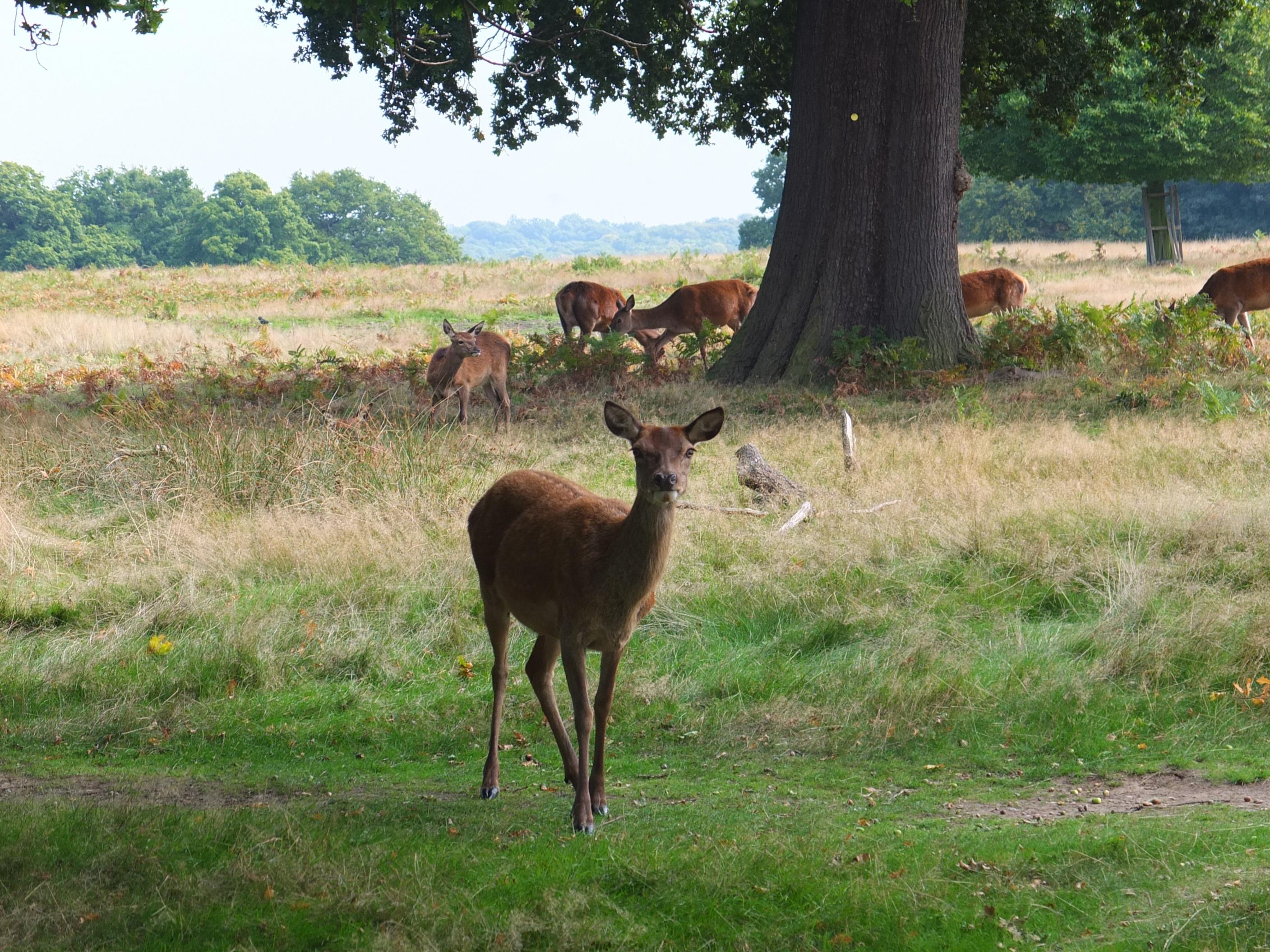 Name:  Deer (38).jpg
Views: 877
Size:  957.5 KB
