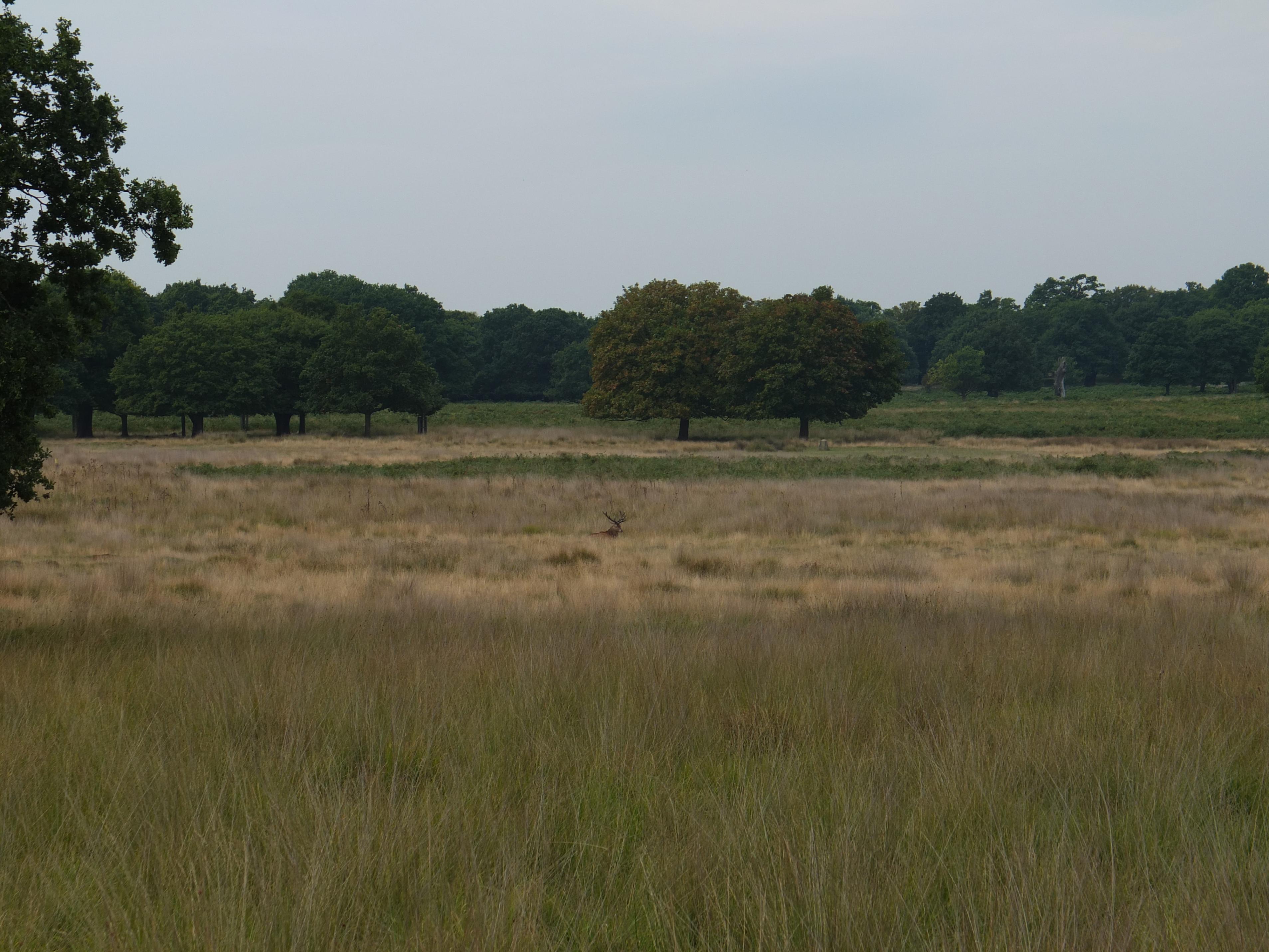 Name:  Deer (40).jpg
Views: 592
Size:  992.0 KB
