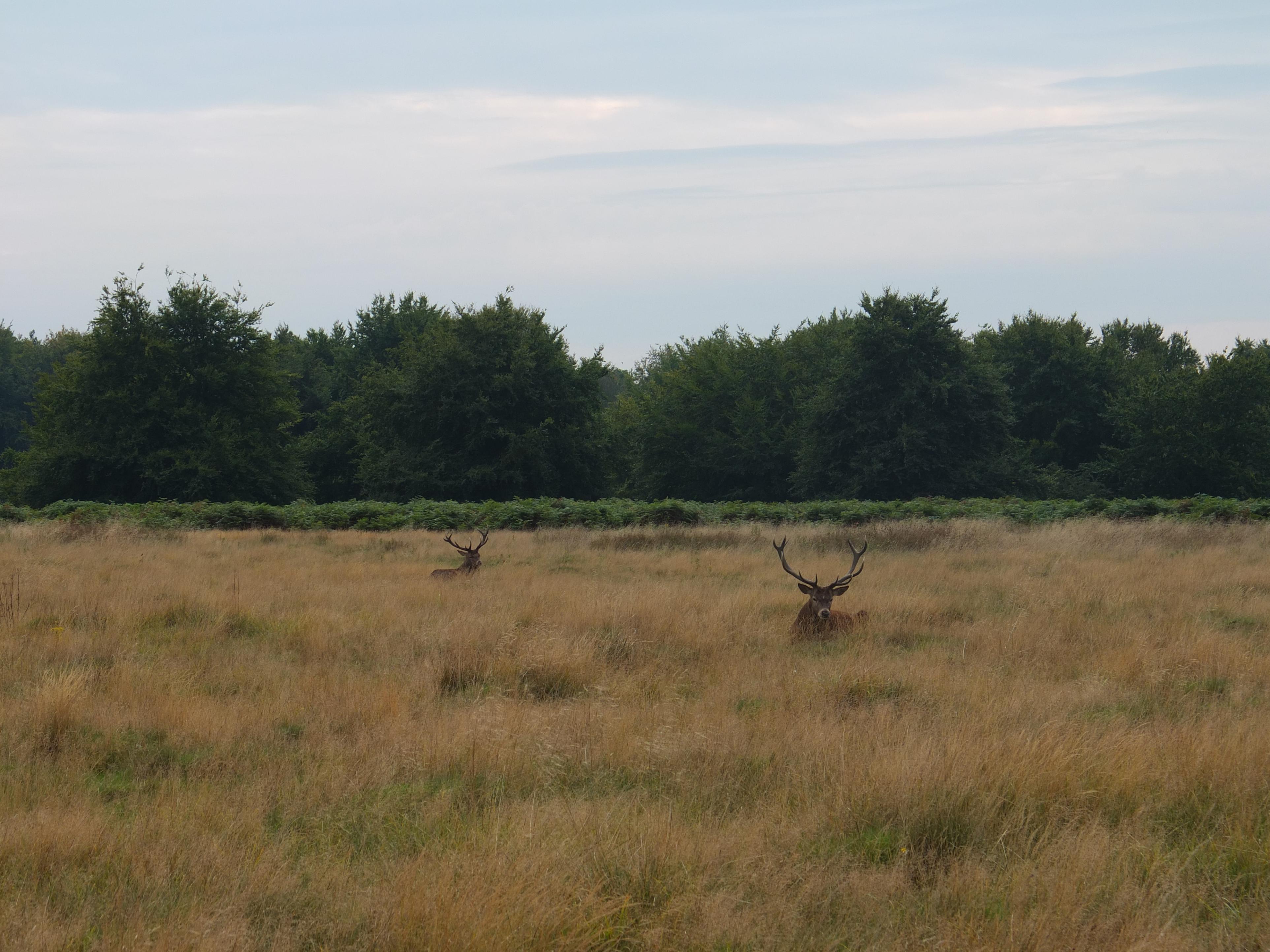 Name:  Deer (41).jpg
Views: 752
Size:  993.1 KB