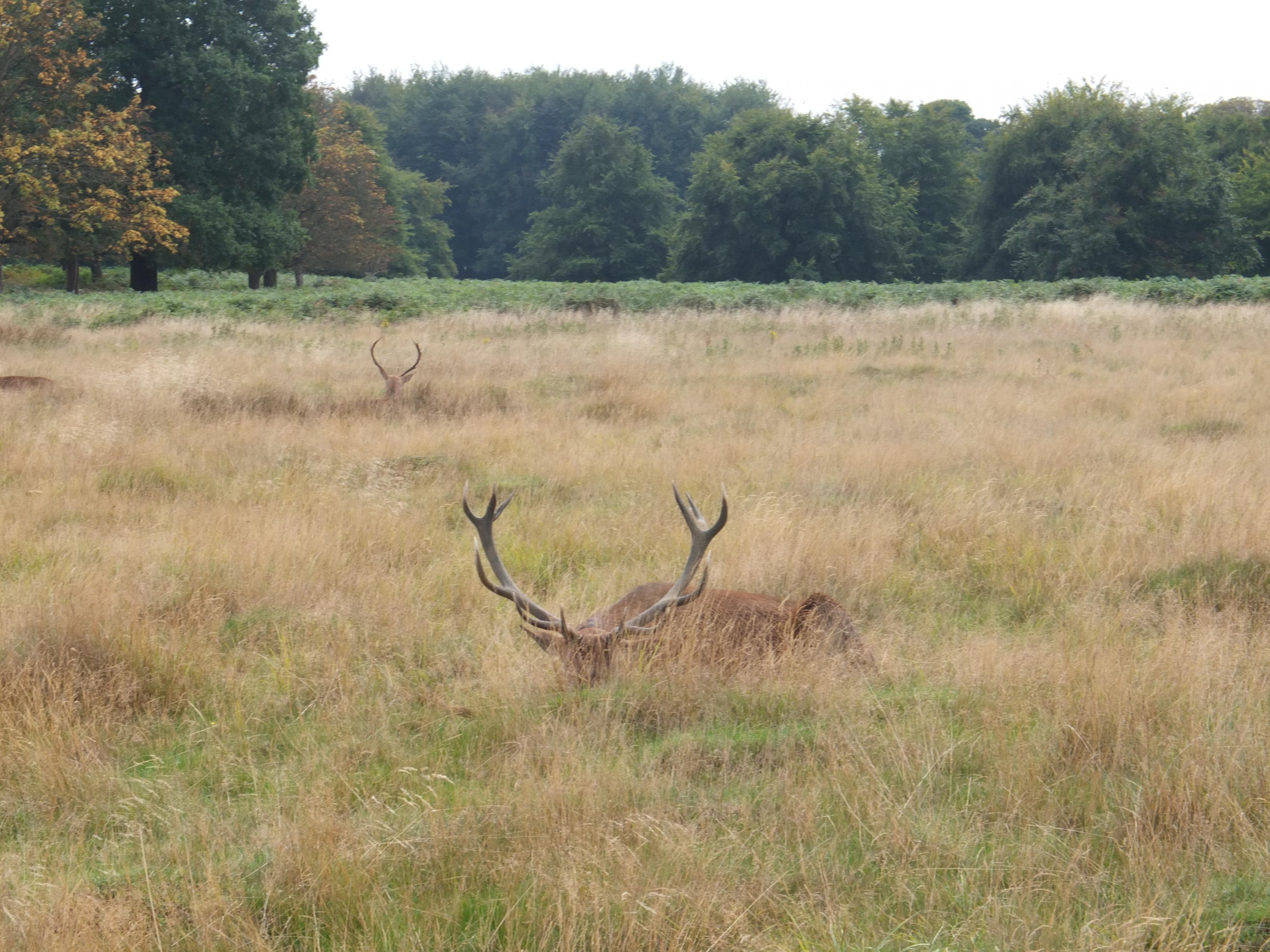 Name:  Deer (42).jpg
Views: 705
Size:  1.00 MB