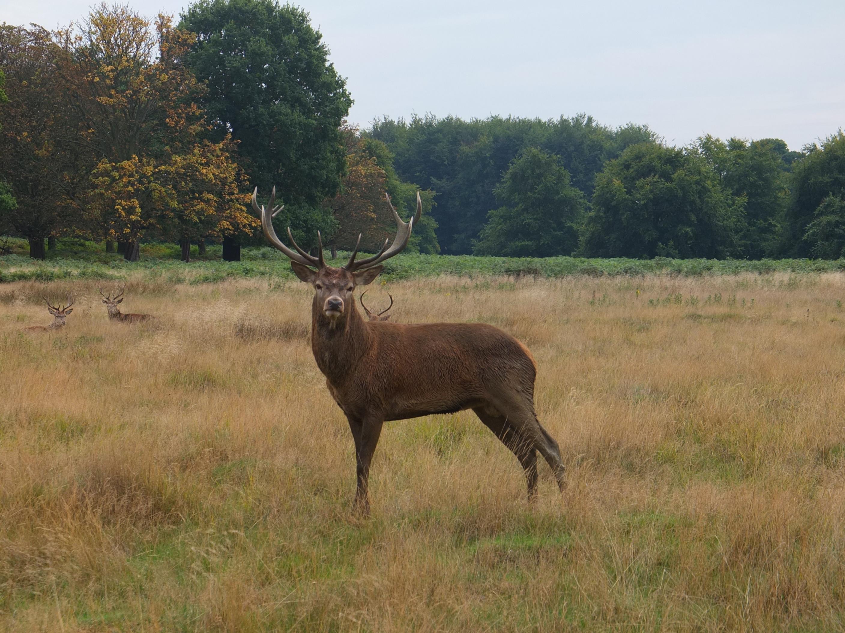 Name:  Deer (43).jpg
Views: 4857
Size:  741.2 KB