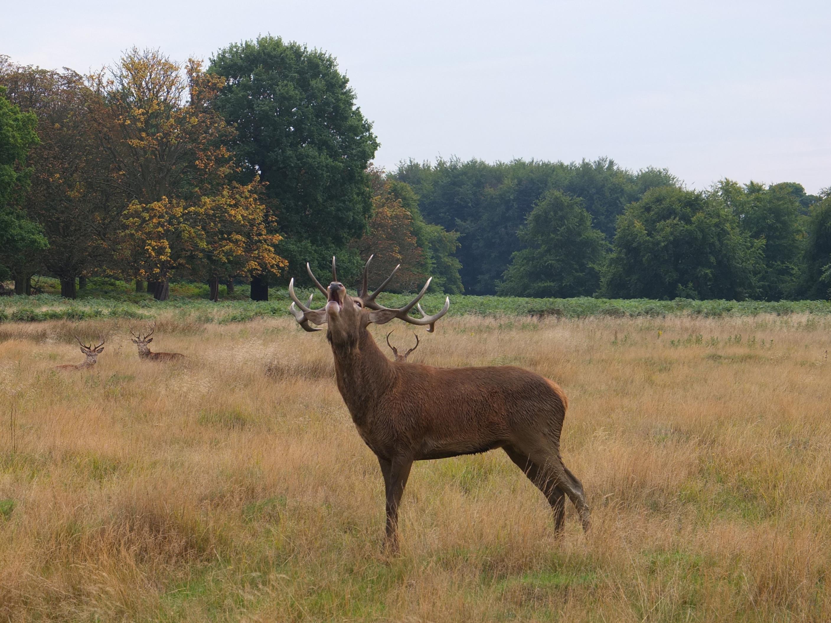 Name:  Deer (44).jpg
Views: 512
Size:  772.3 KB