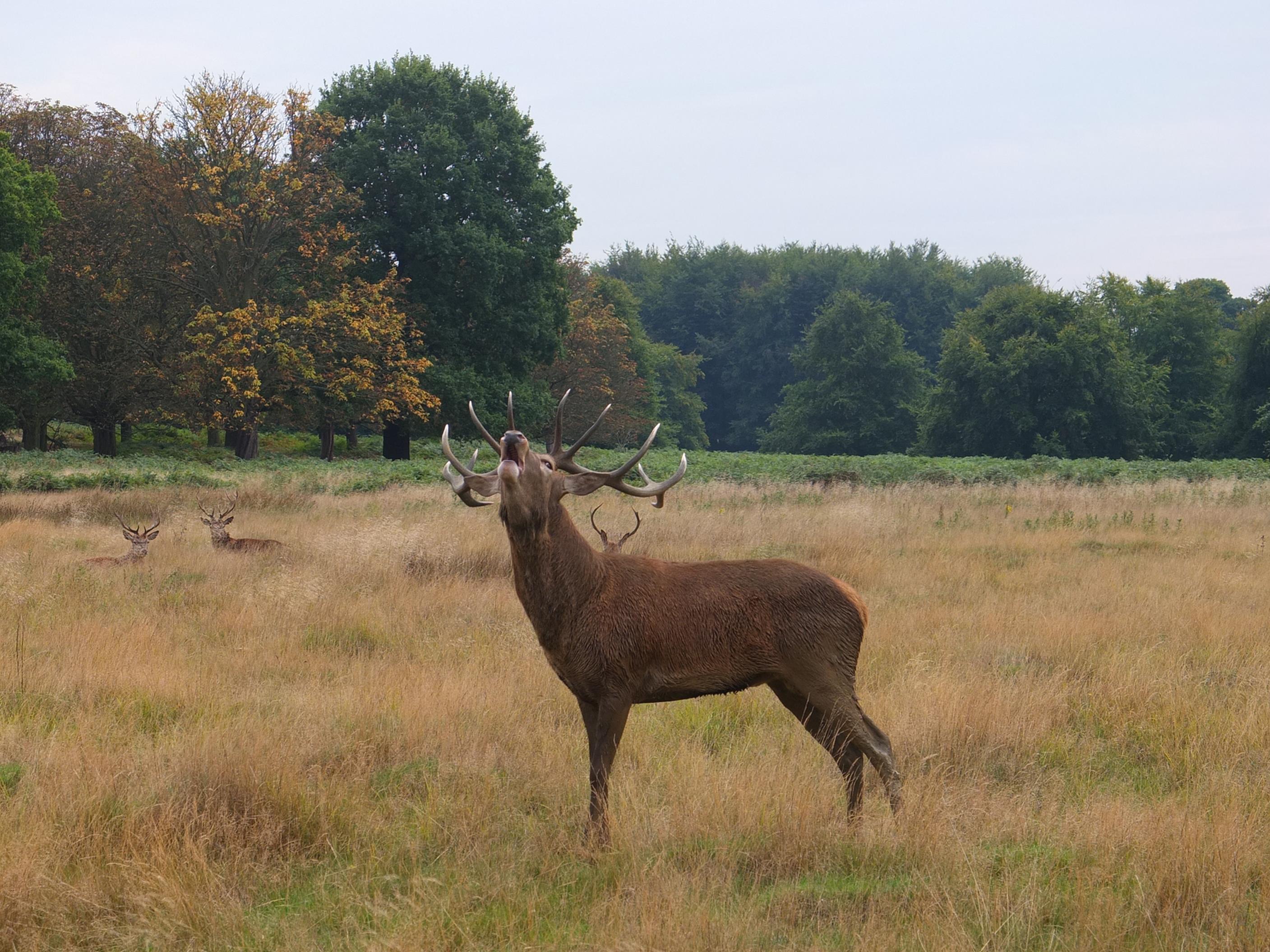 Name:  Deer (44).jpg
Views: 556
Size:  772.3 KB