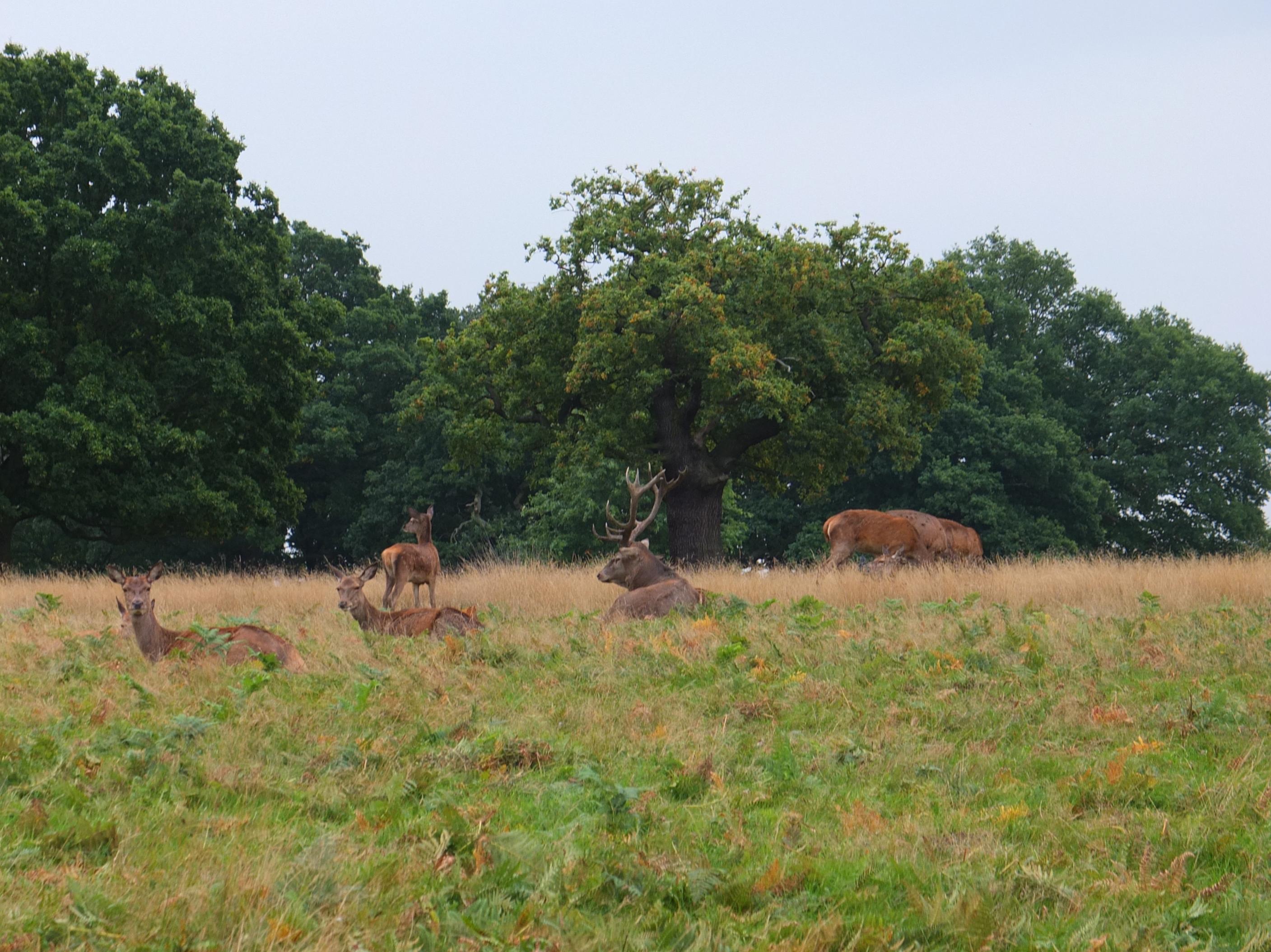 Name:  Deer (2).jpg
Views: 770
Size:  683.3 KB