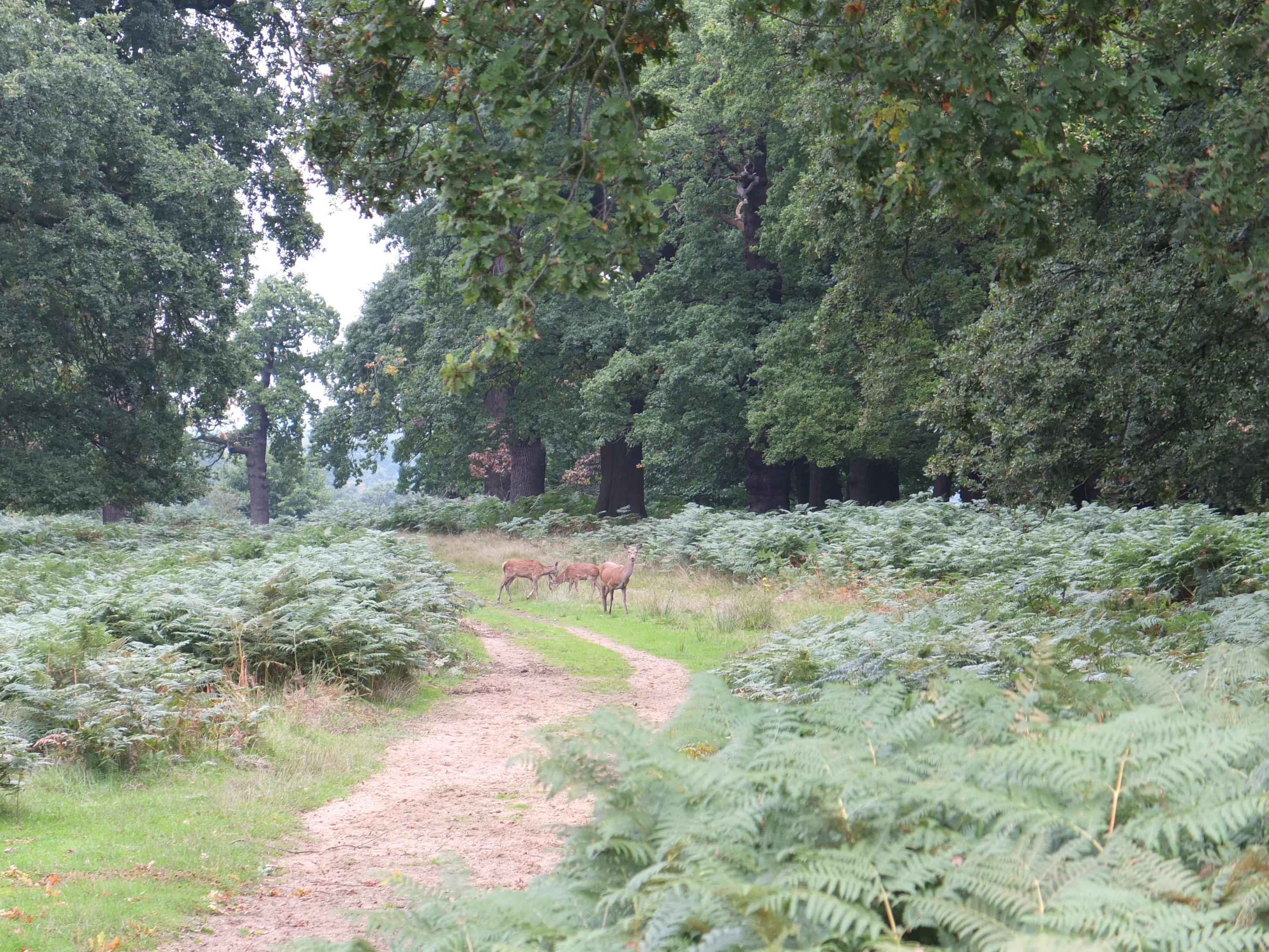 Name:  Deer (3).jpg
Views: 719
Size:  1.10 MB