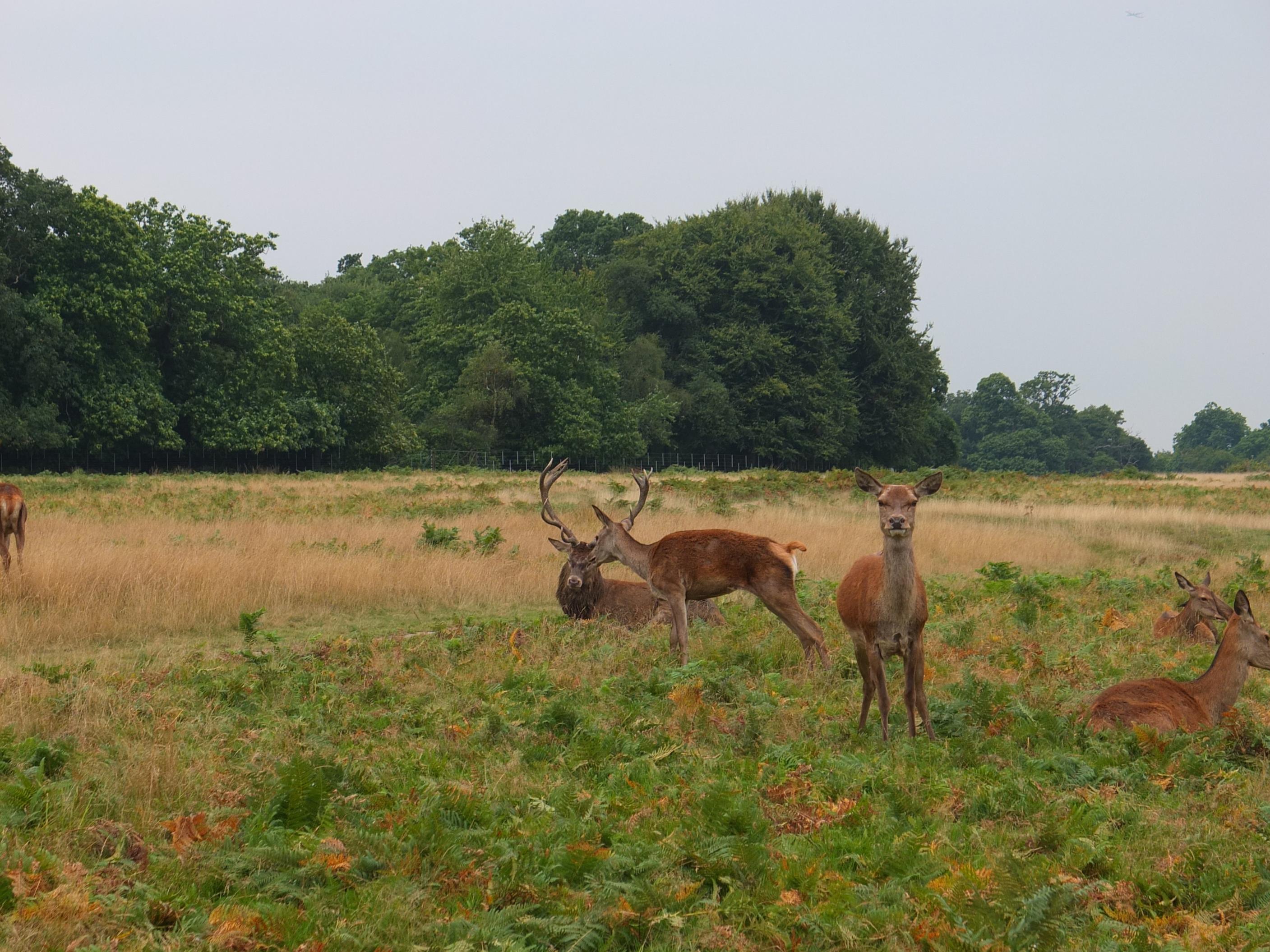 Name:  Deer (4).jpg
Views: 717
Size:  728.7 KB