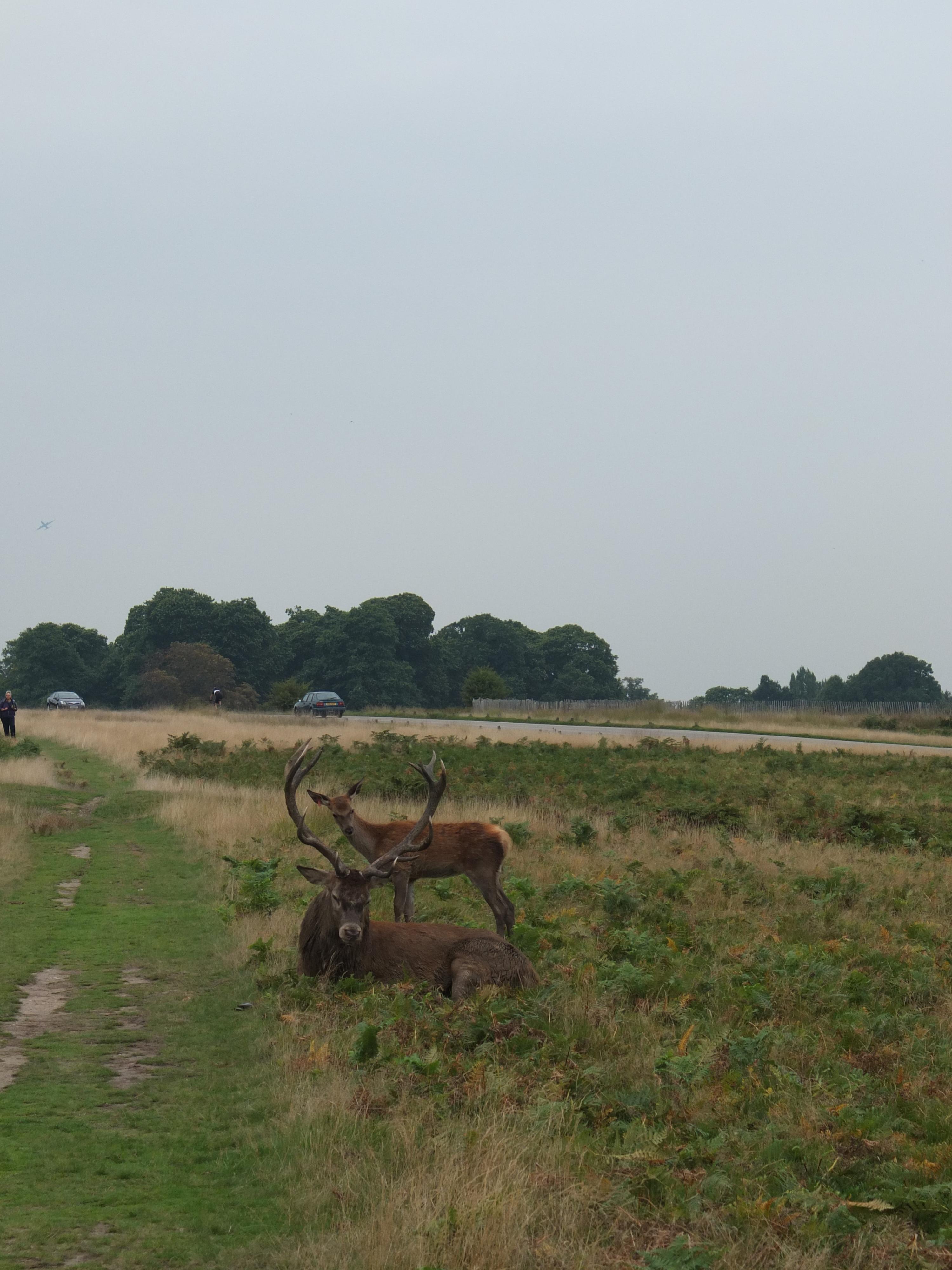 Name:  Deer (6).jpg
Views: 928
Size:  921.9 KB