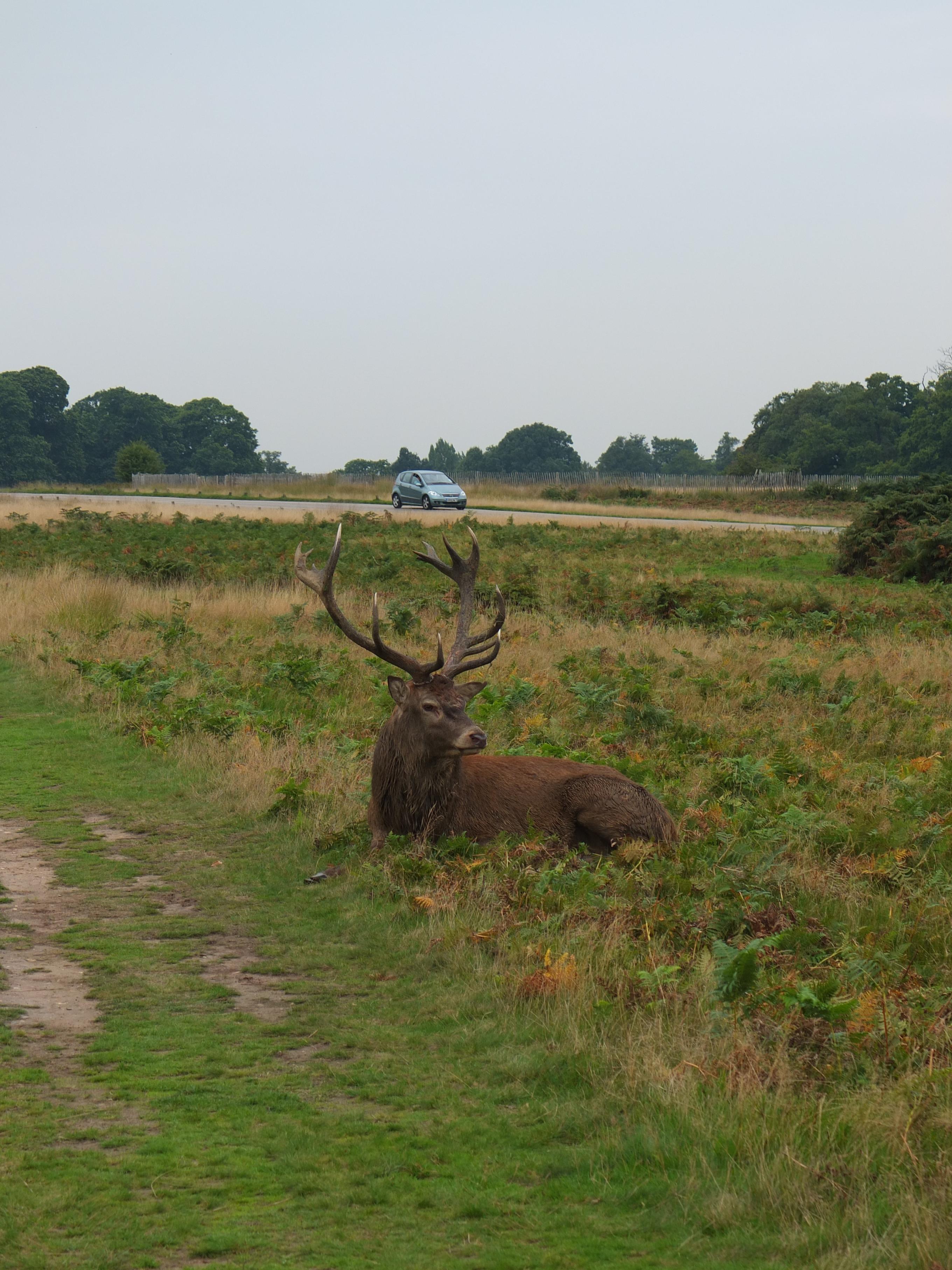 Name:  Deer (7).jpg
Views: 821
Size:  1,014.1 KB