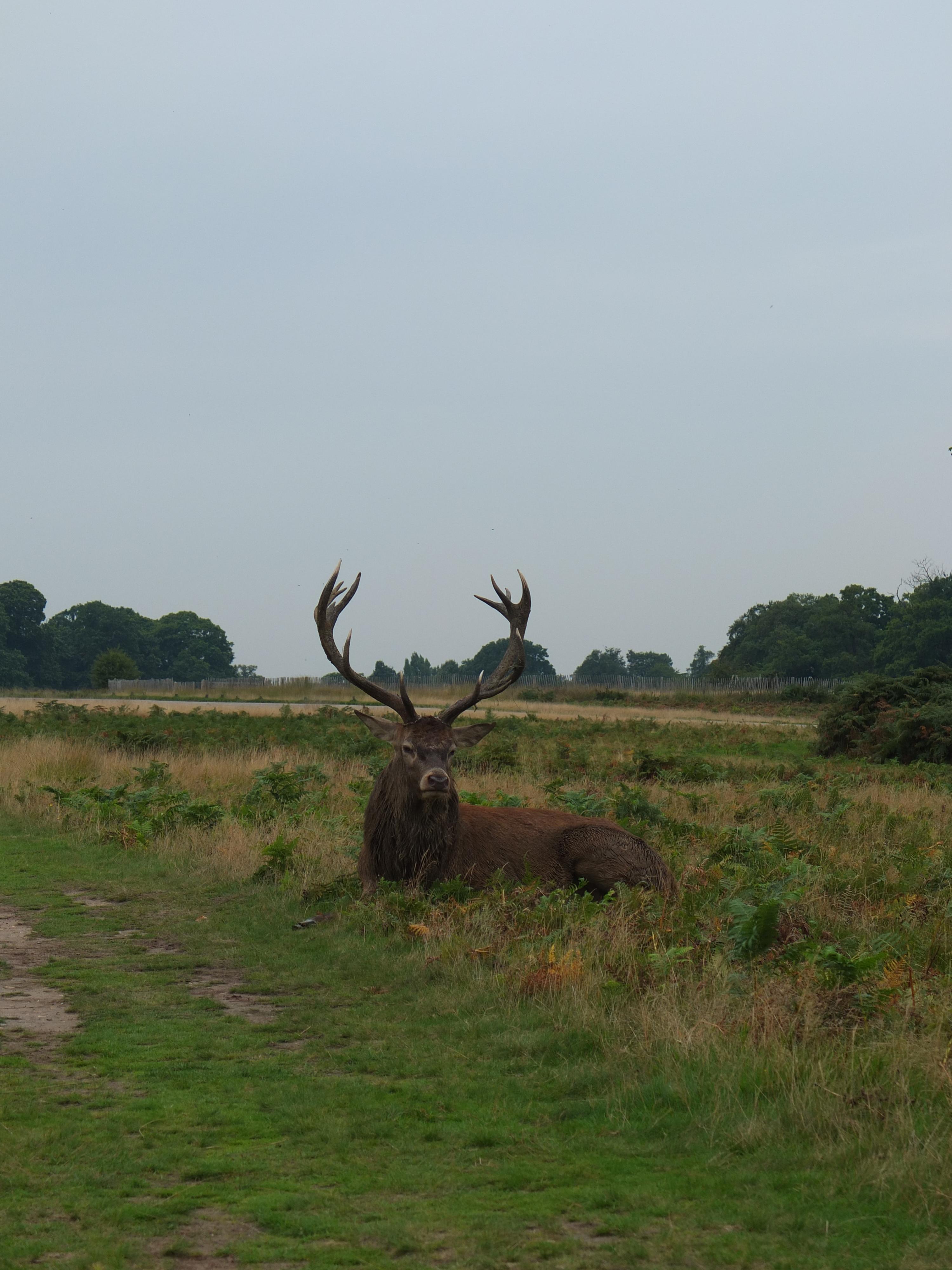 Name:  Deer (9).jpg
Views: 734
Size:  892.3 KB