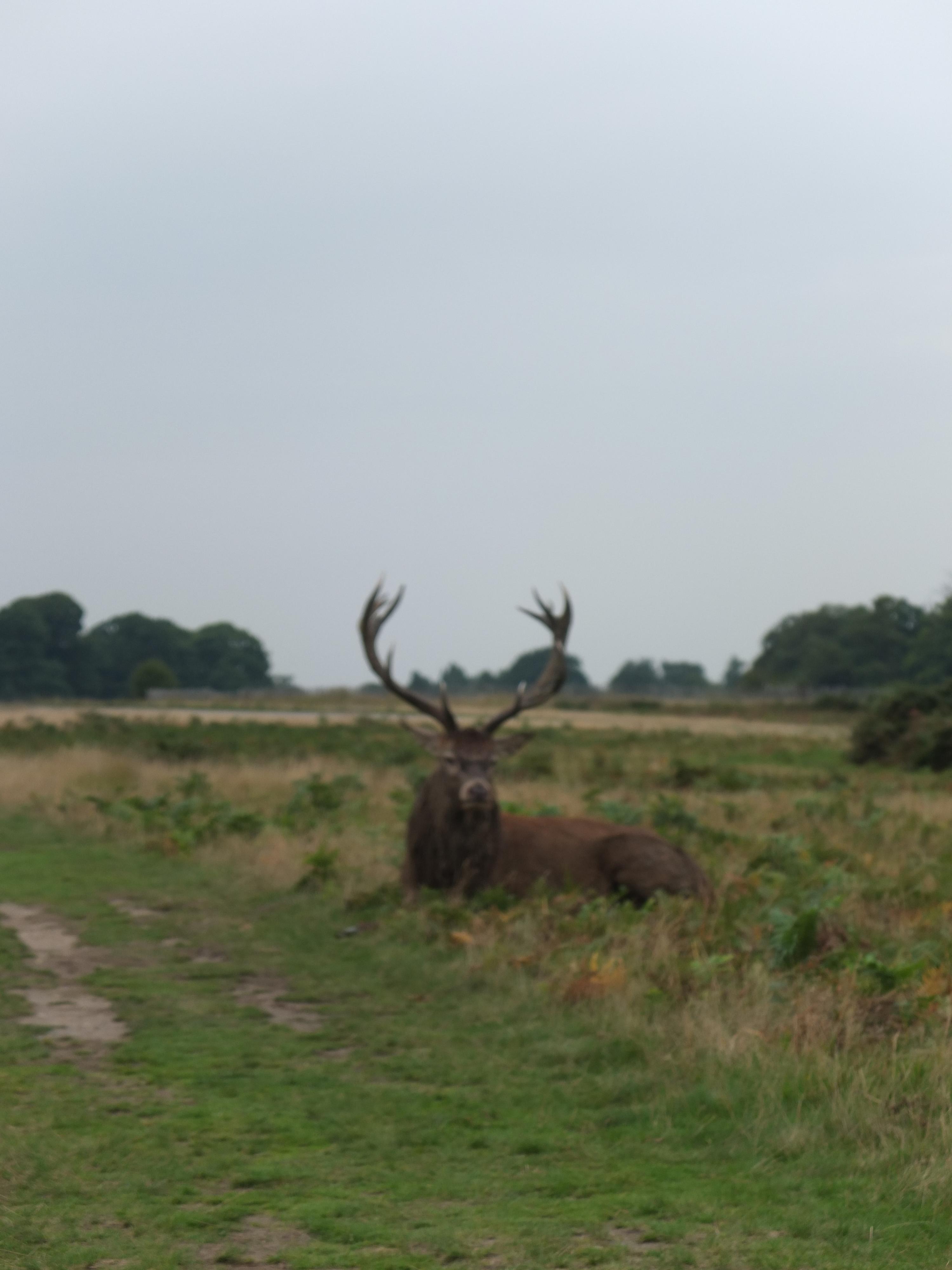 Name:  Deer (10).jpg
Views: 610
Size:  514.4 KB