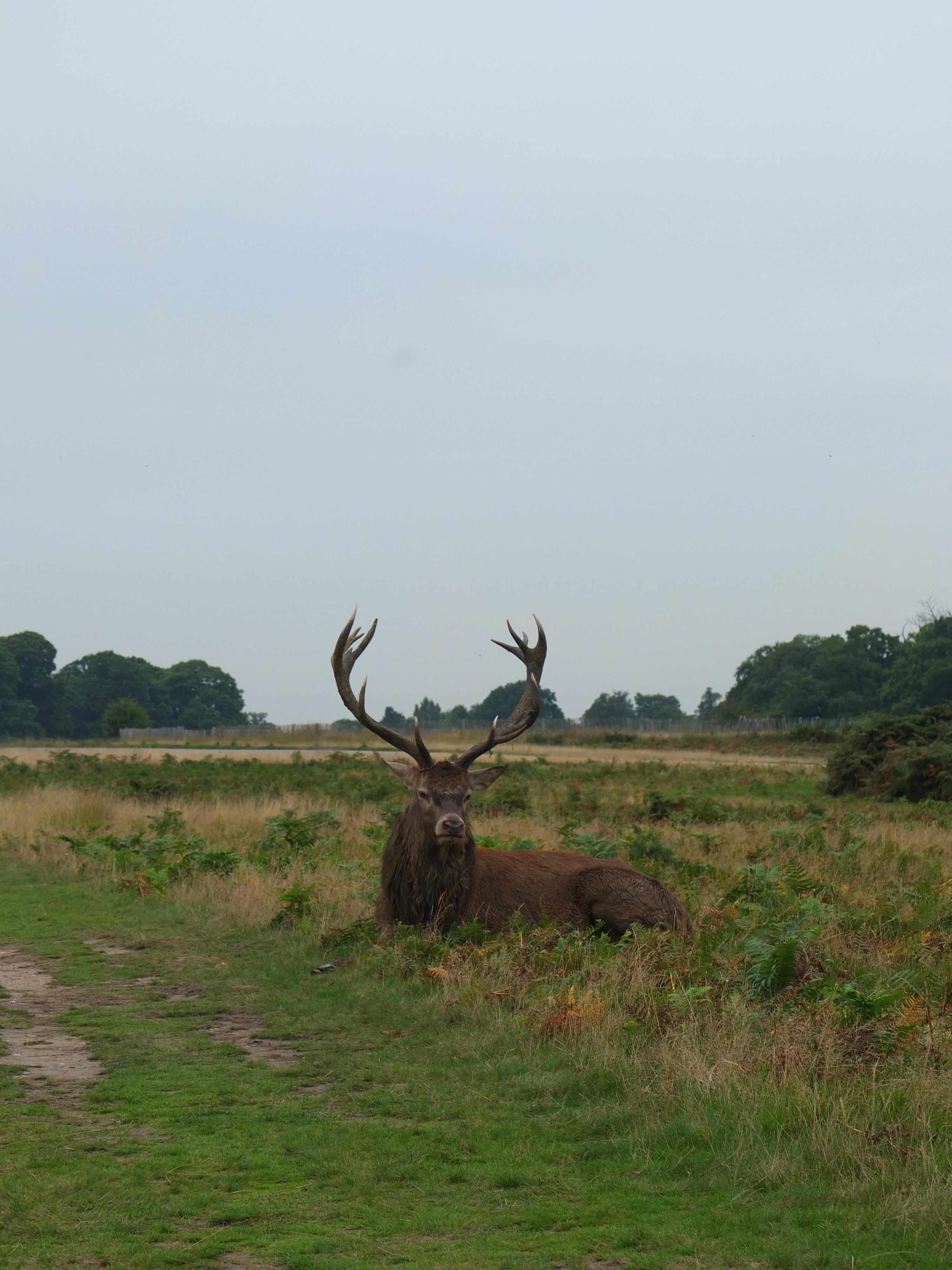Name:  Deer (11).jpg
Views: 471
Size:  905.3 KB