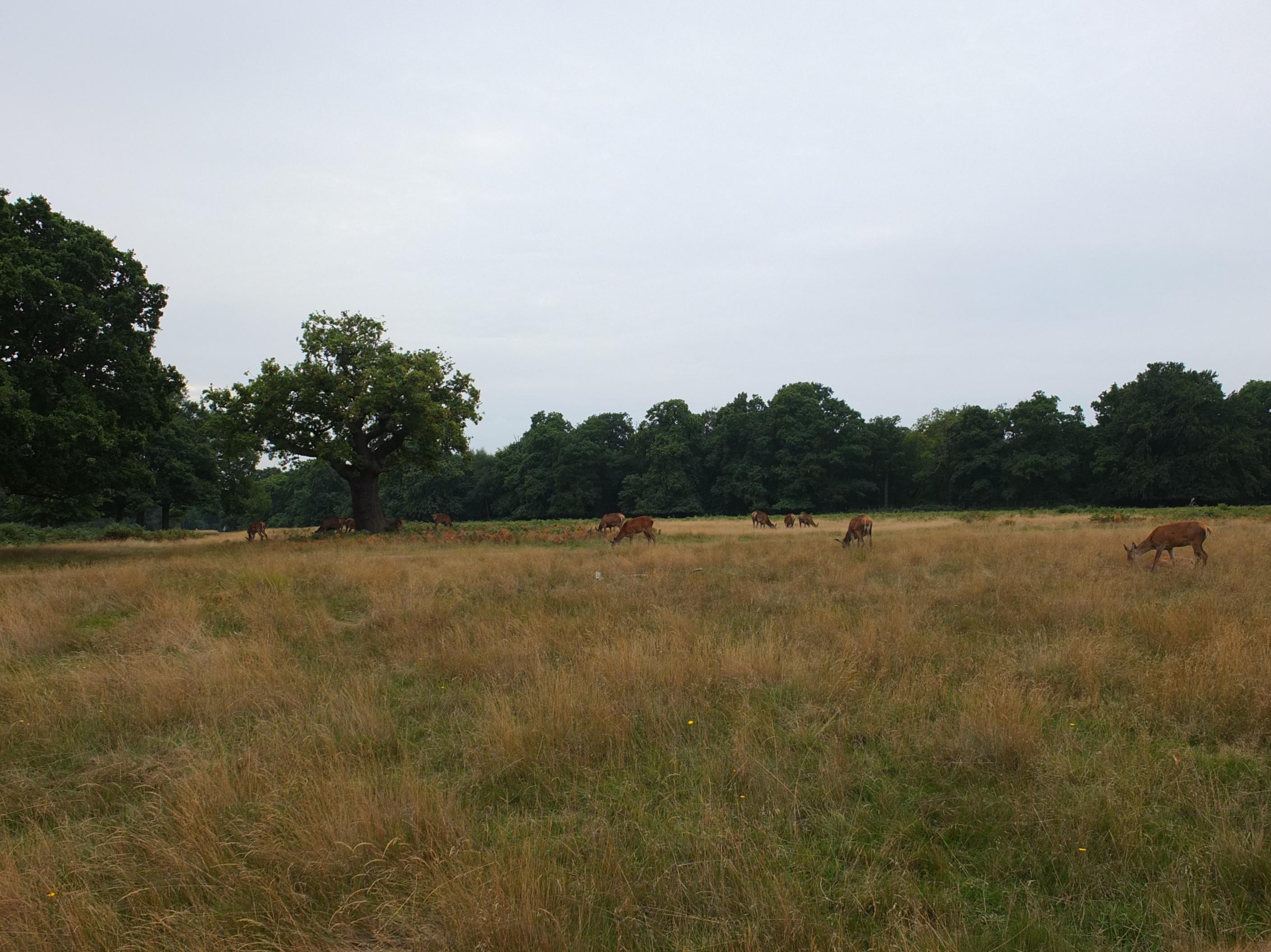 Name:  Deer (12).jpg
Views: 625
Size:  611.5 KB