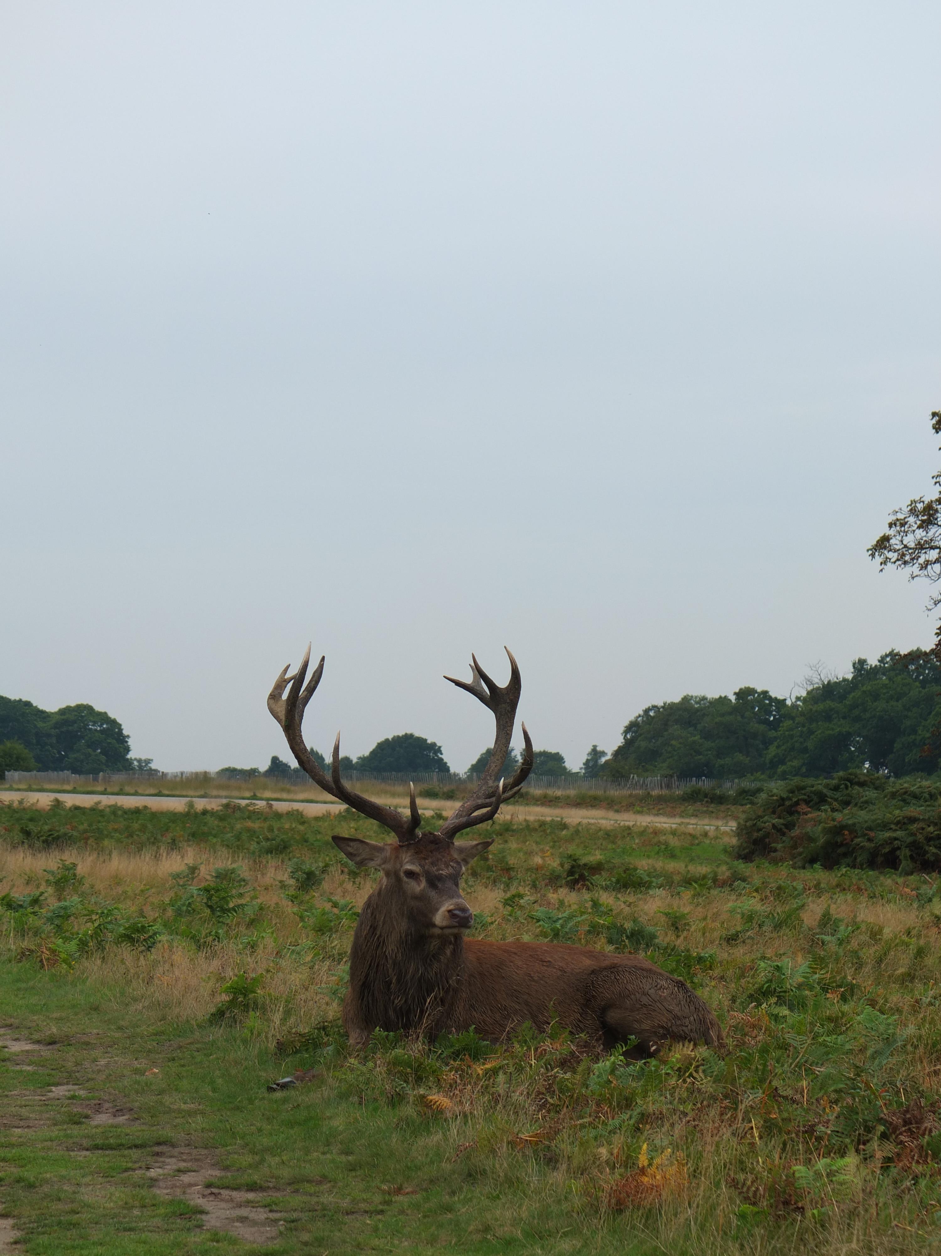 Name:  Deer (13).jpg
Views: 470
Size:  877.9 KB