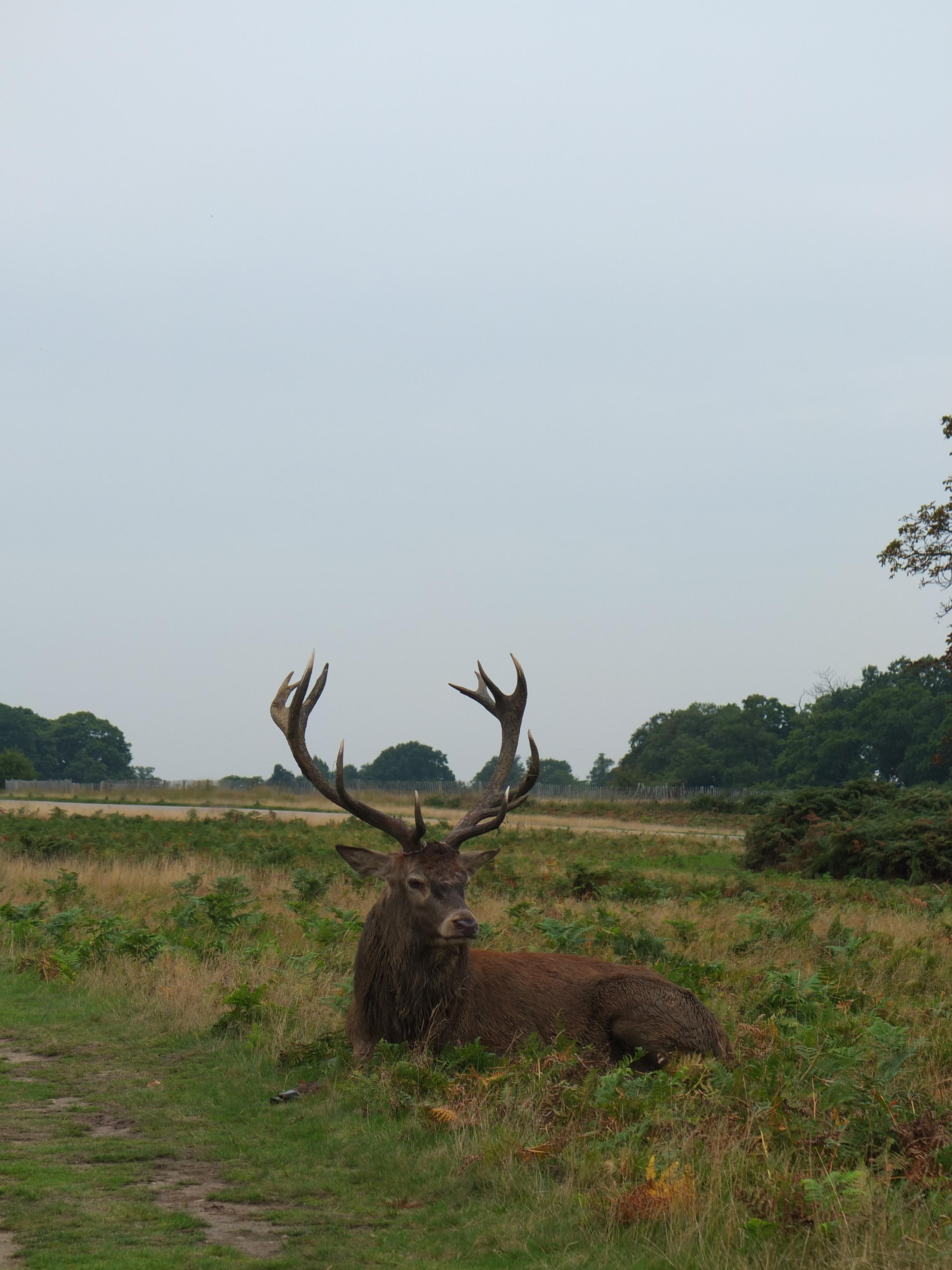 Name:  Deer (13).jpg
Views: 540
Size:  877.9 KB