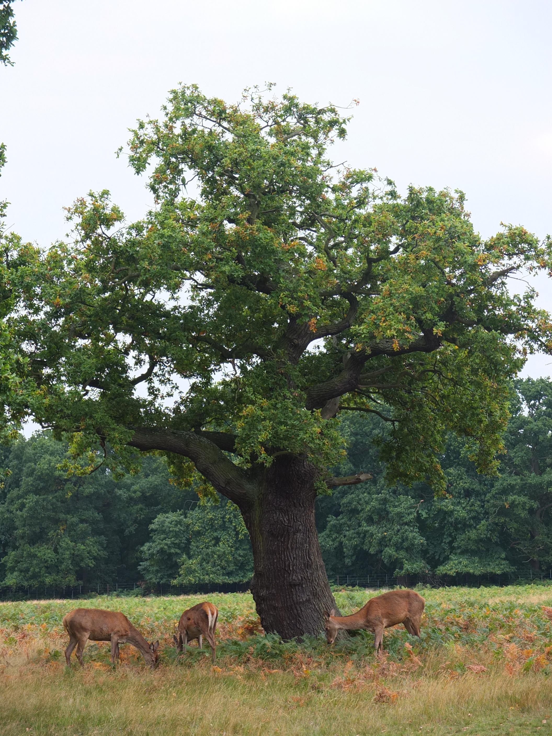 Name:  Deer (14).jpg
Views: 454
Size:  965.7 KB