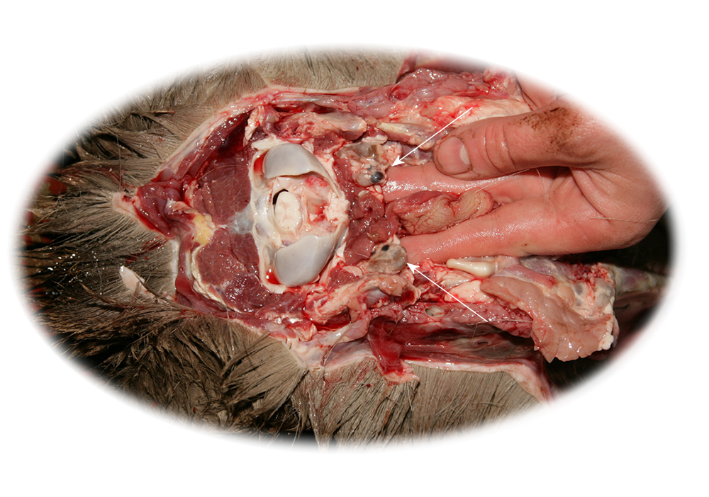 Name:  carcass_nodes_retropharyngeal.jpg
Views: 390
Size:  271.9 KB