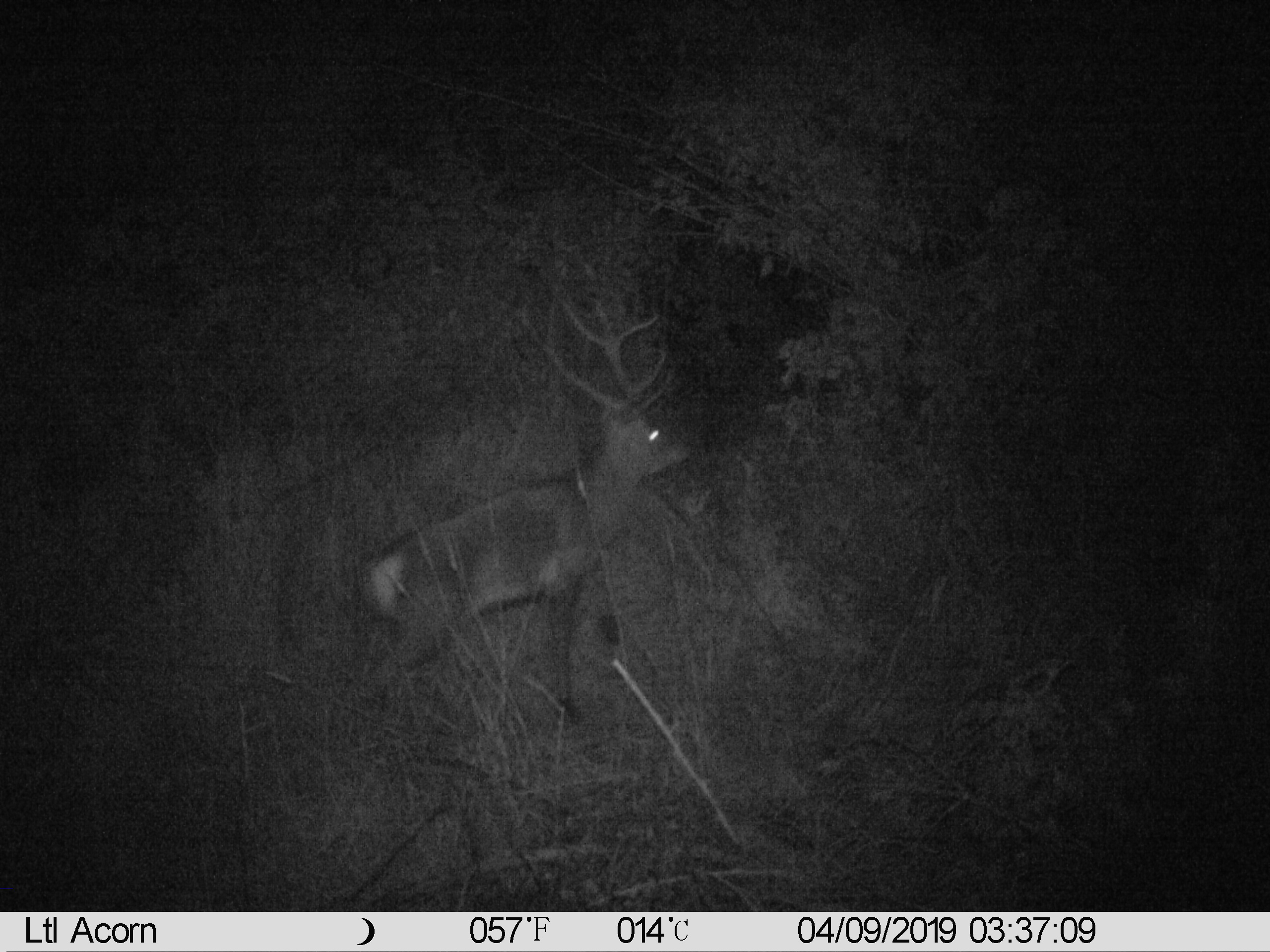 Name:  IMAG0003 Deer.JPG
Views: 1020
Size:  1.03 MB