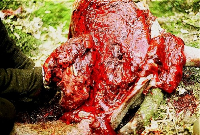 Name:  meat damage,,.jpg
Views: 544
Size:  253.2 KB