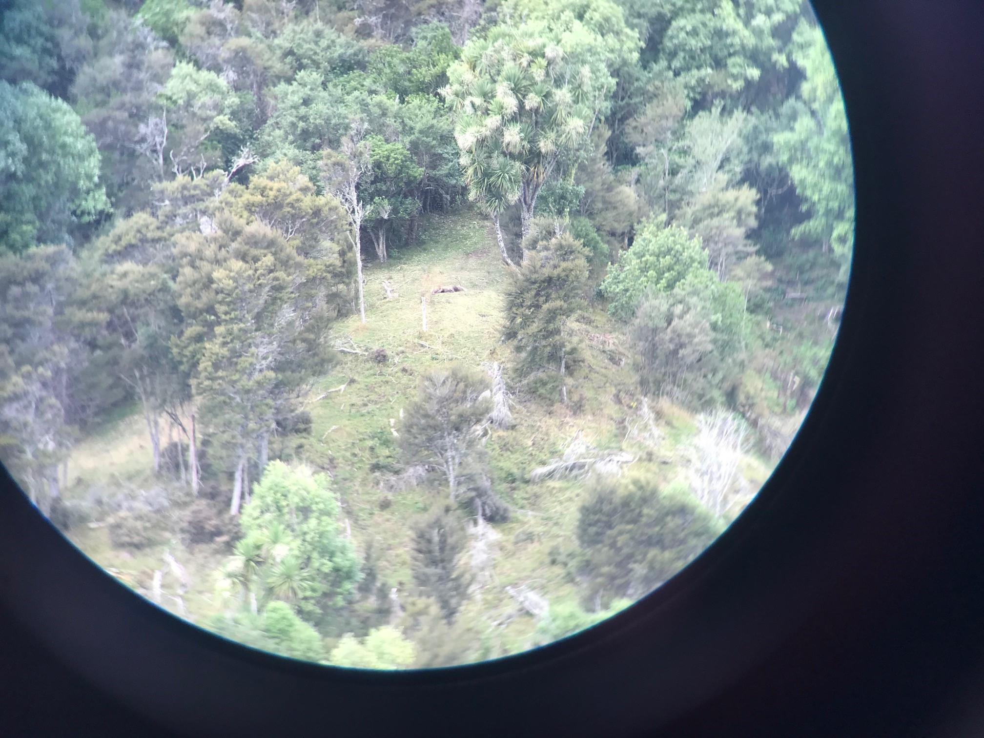 Name:  Stag.jpg
Views: 796
Size:  688.9 KB