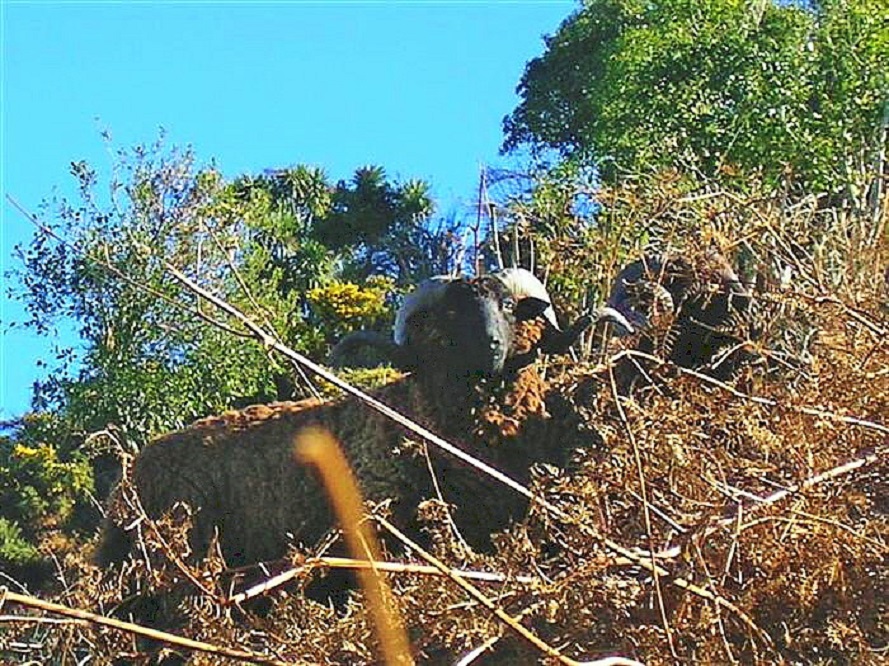 Name:  WILD ANIMALS ! (15) (Custom).jpg
Views: 461
Size:  355.6 KB