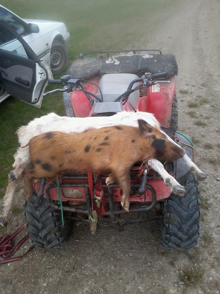 Name:  pig goat.jpg
Views: 666
Size:  183.9 KB