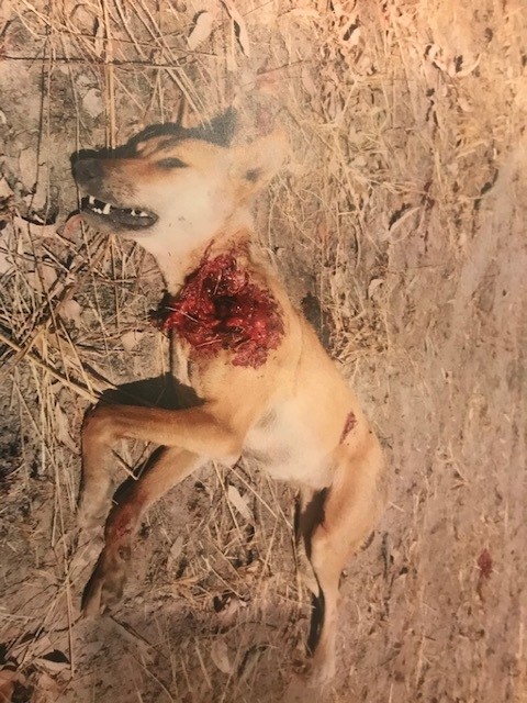 Name:  Dingo.jpg
Views: 232
Size:  114.1 KB