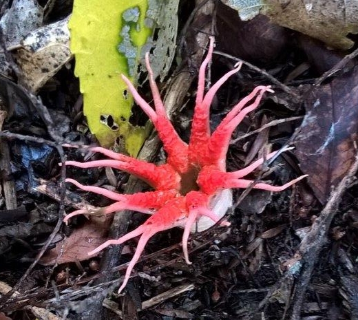 Name:  stinkhorn500.jpg
Views: 405
Size:  214.0 KB