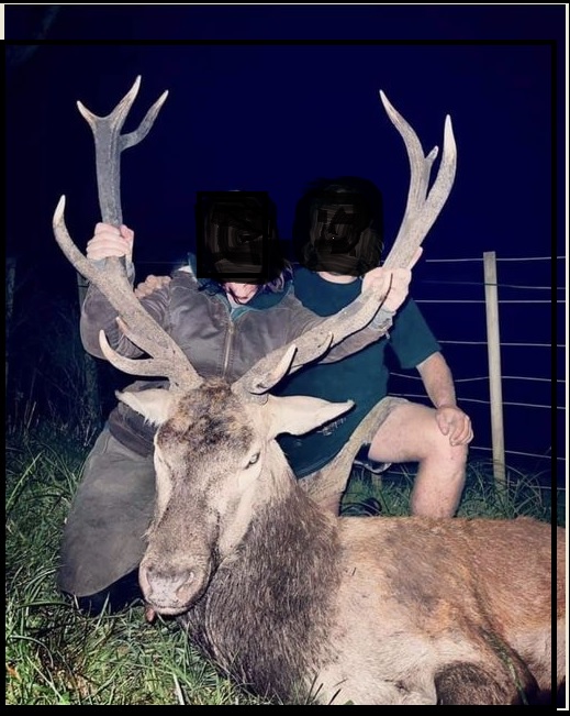 Name:  GoodStag.jpg
Views: 550
Size:  124.4 KB
