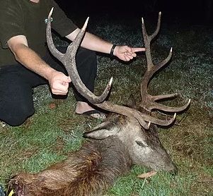 Name:  Red finger Stag small.jpg
Views: 212
Size:  29.2 KB